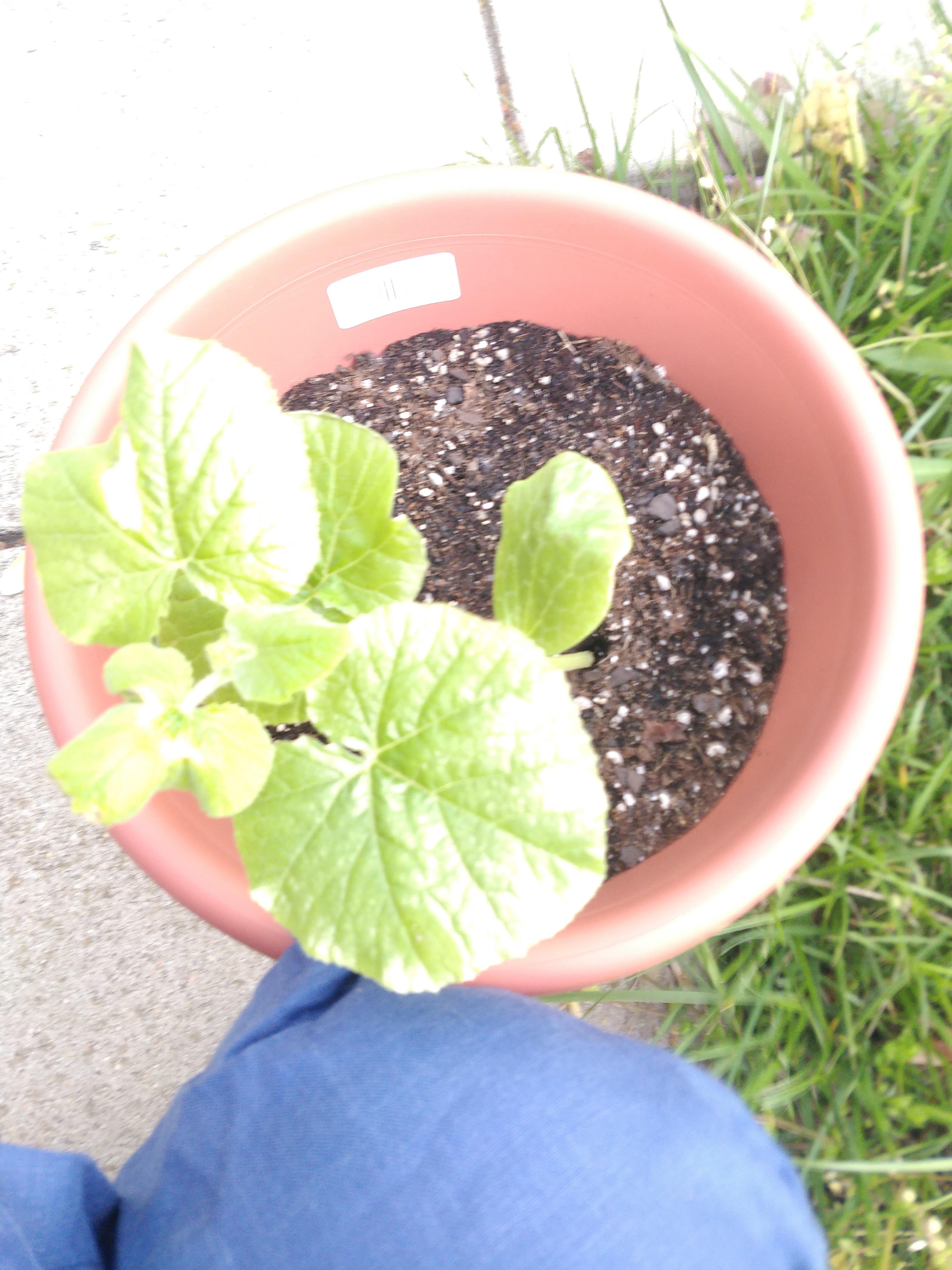 Spaghetti squash plant leaves turning white. Doesn't look or feel like