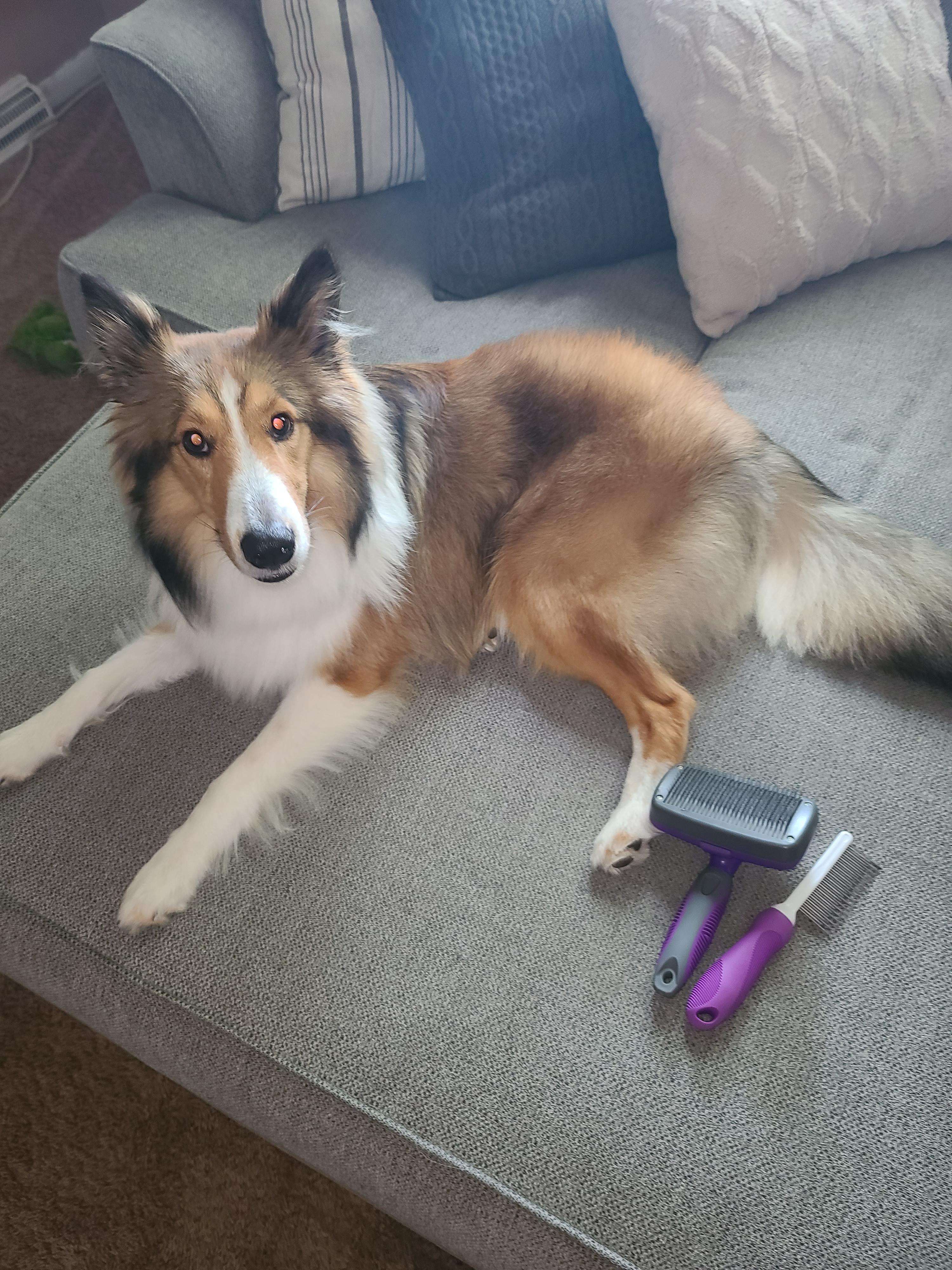 What brushes do you use for your sheltie in between groomer