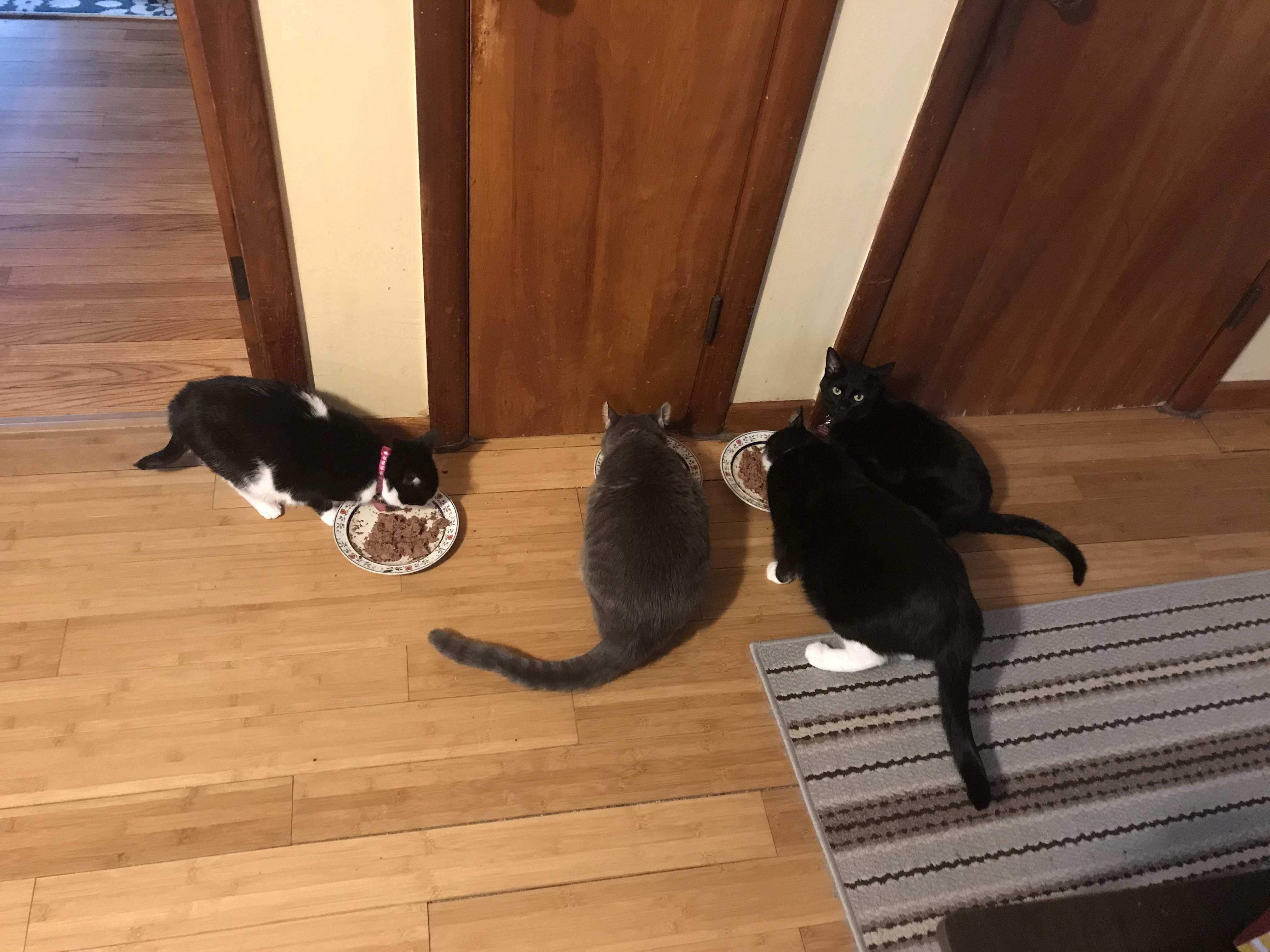 Stray kittens living under my house rescuecats