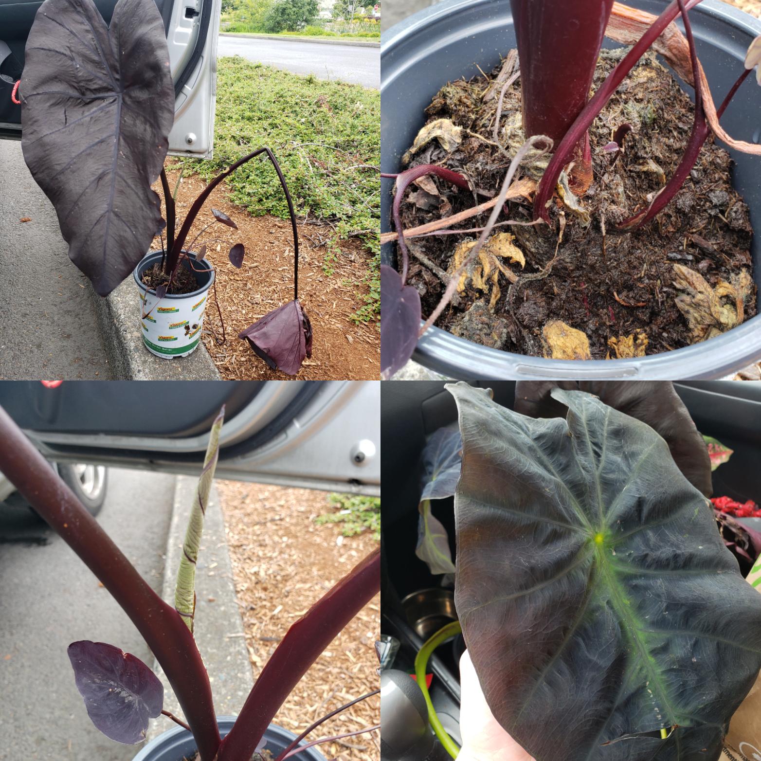 Just bought 2 Elephant Ears from Home Depot. They definitely need some