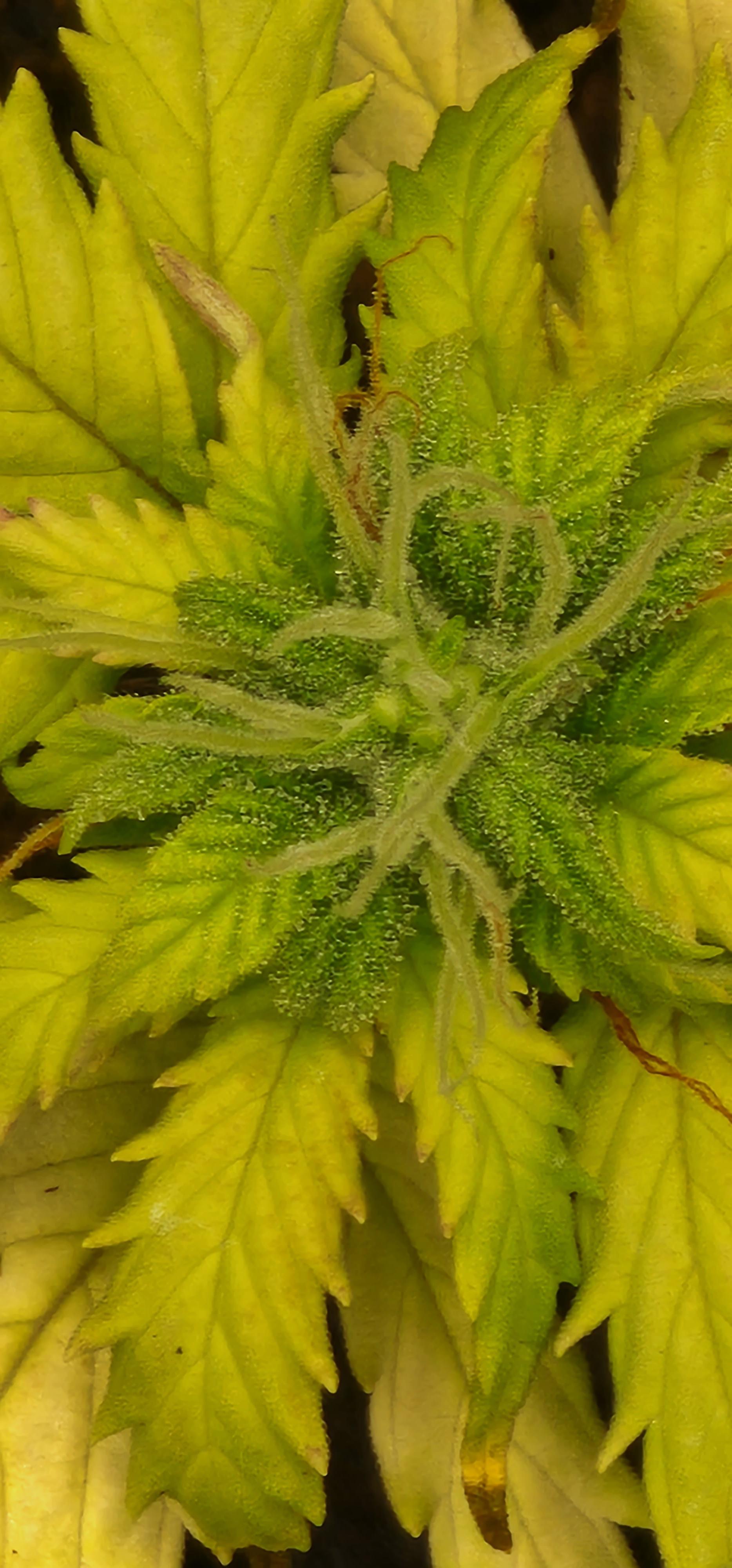 My autoflower seed isn't doing very well.She is very young and i did my