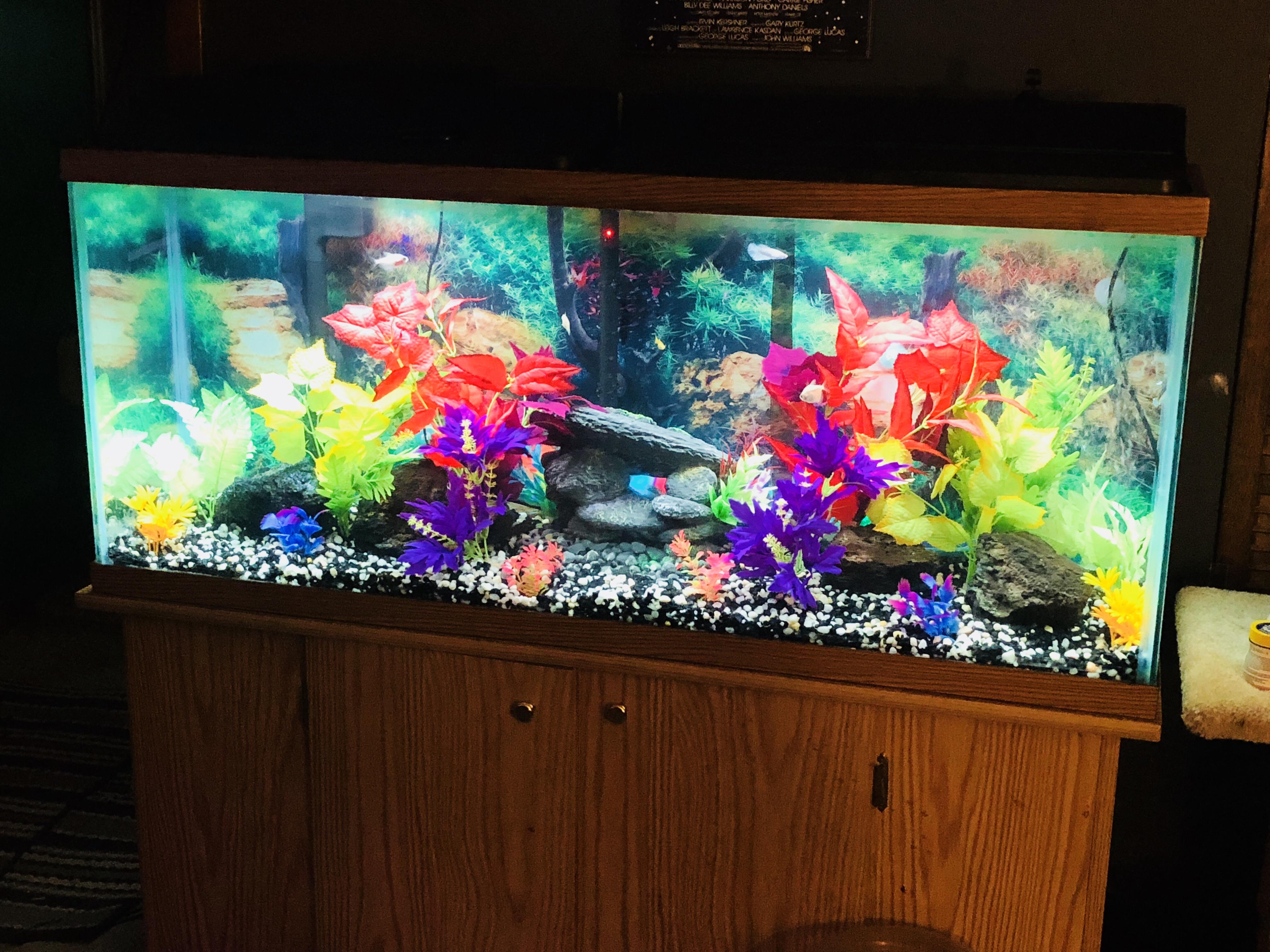 Should I change the gravel to all black? r/Aquariums