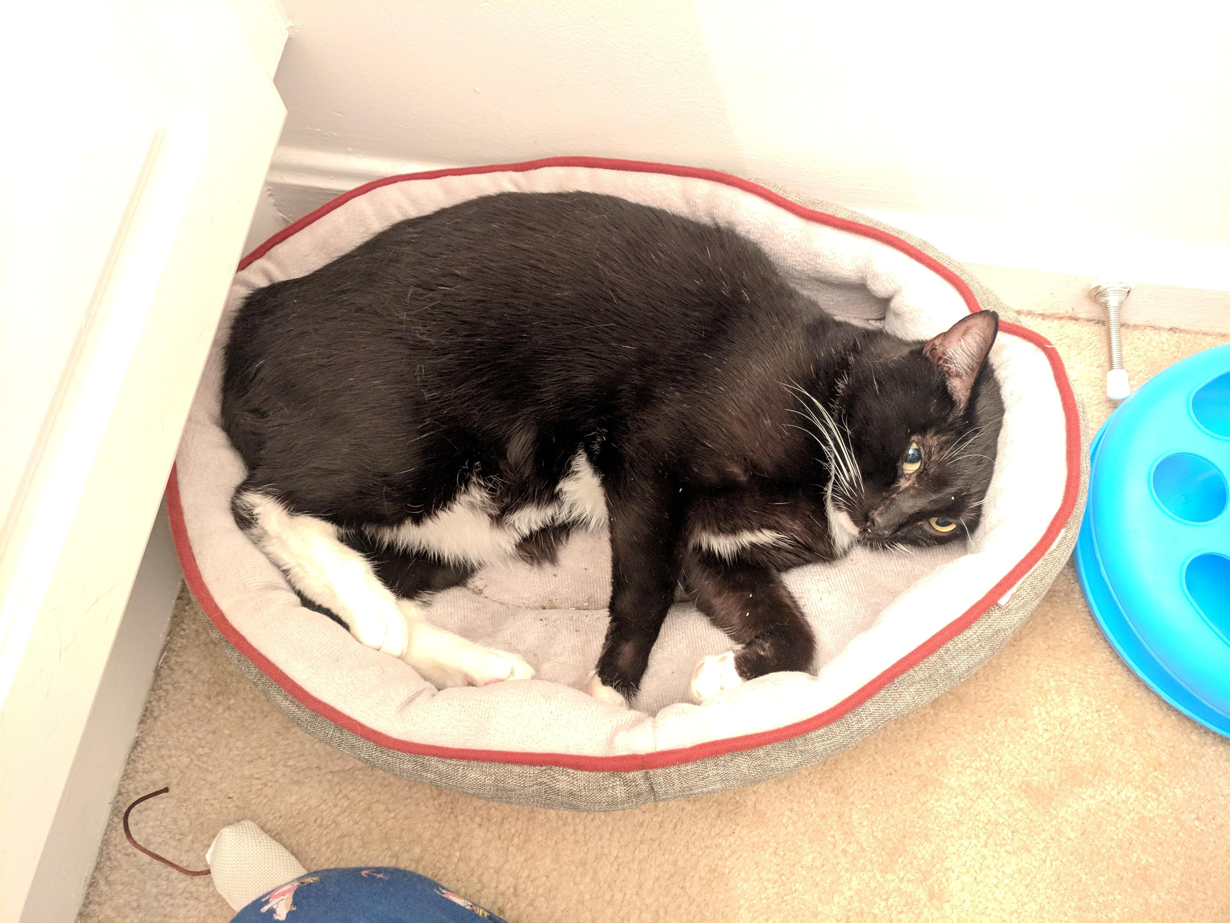 Litter box question r/cats