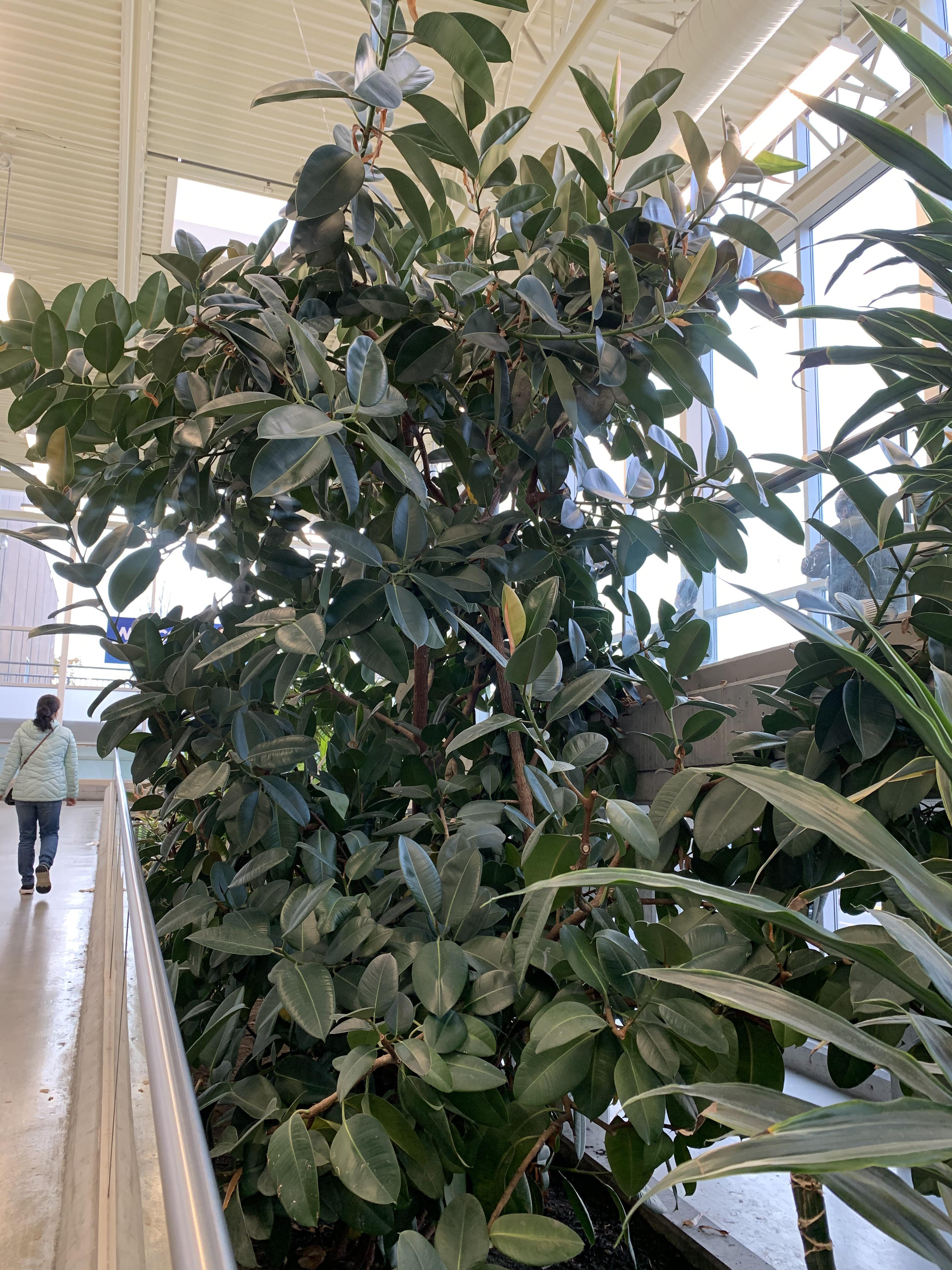 I didn’t even know rubber plants grew this large!? Spotted at a