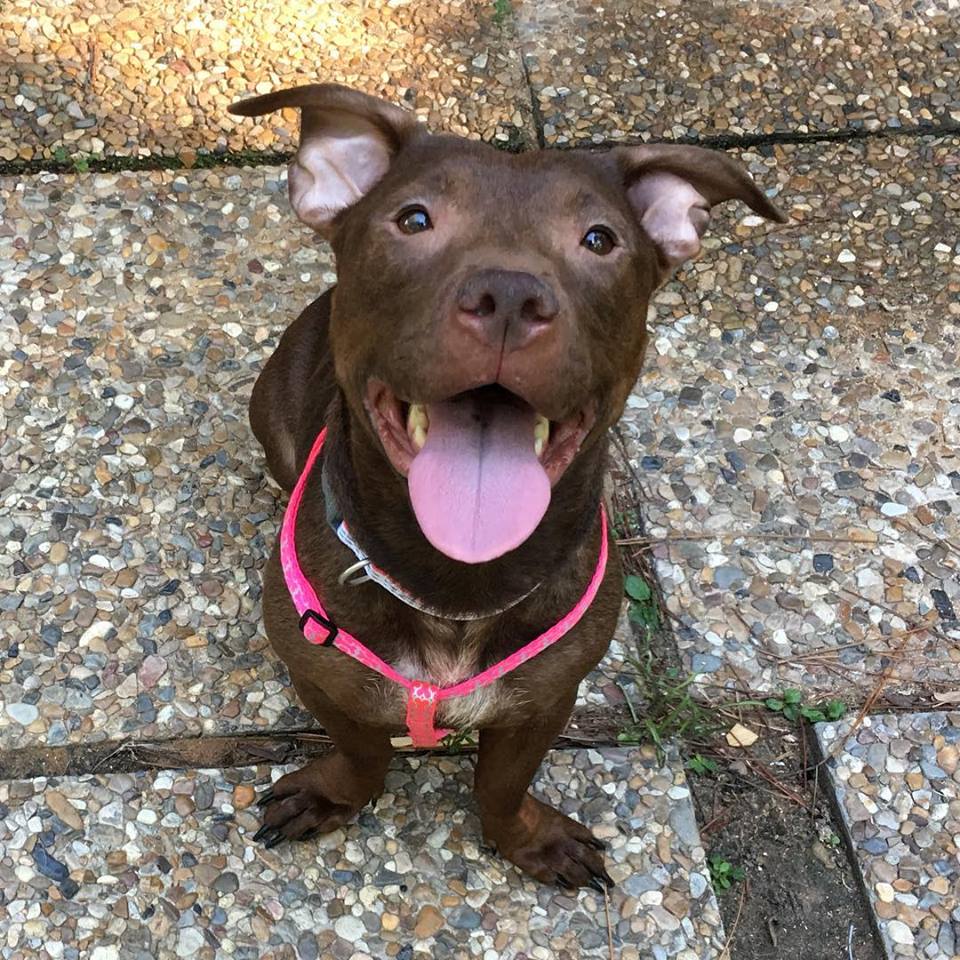Cat and kidfriendly dog up for adoption! Atlanta