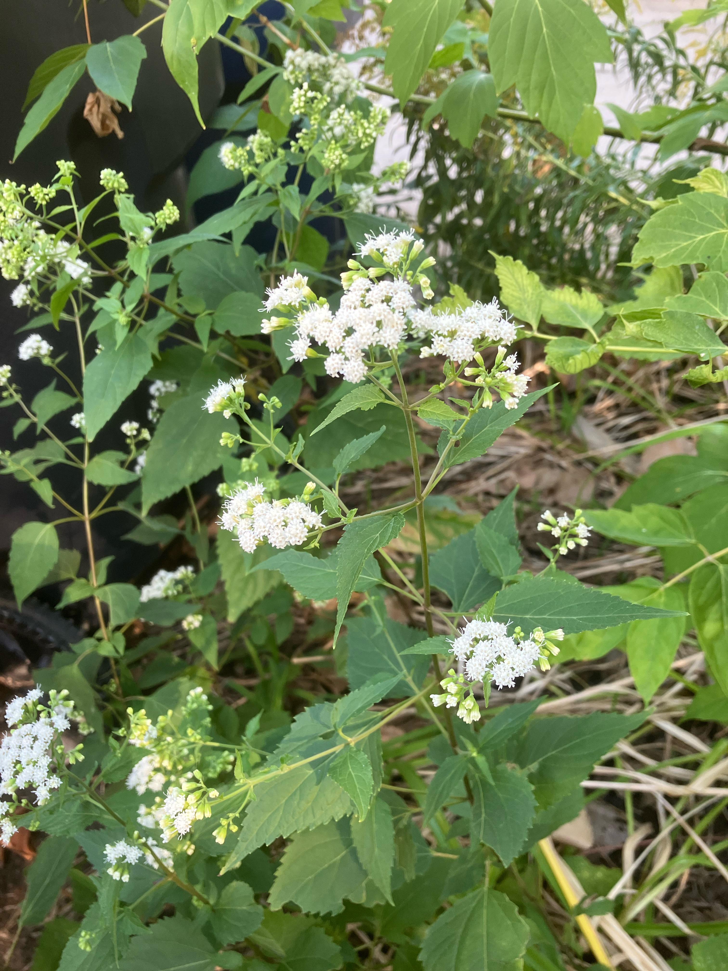 Zone 5 wildflower r/whatsthisplant