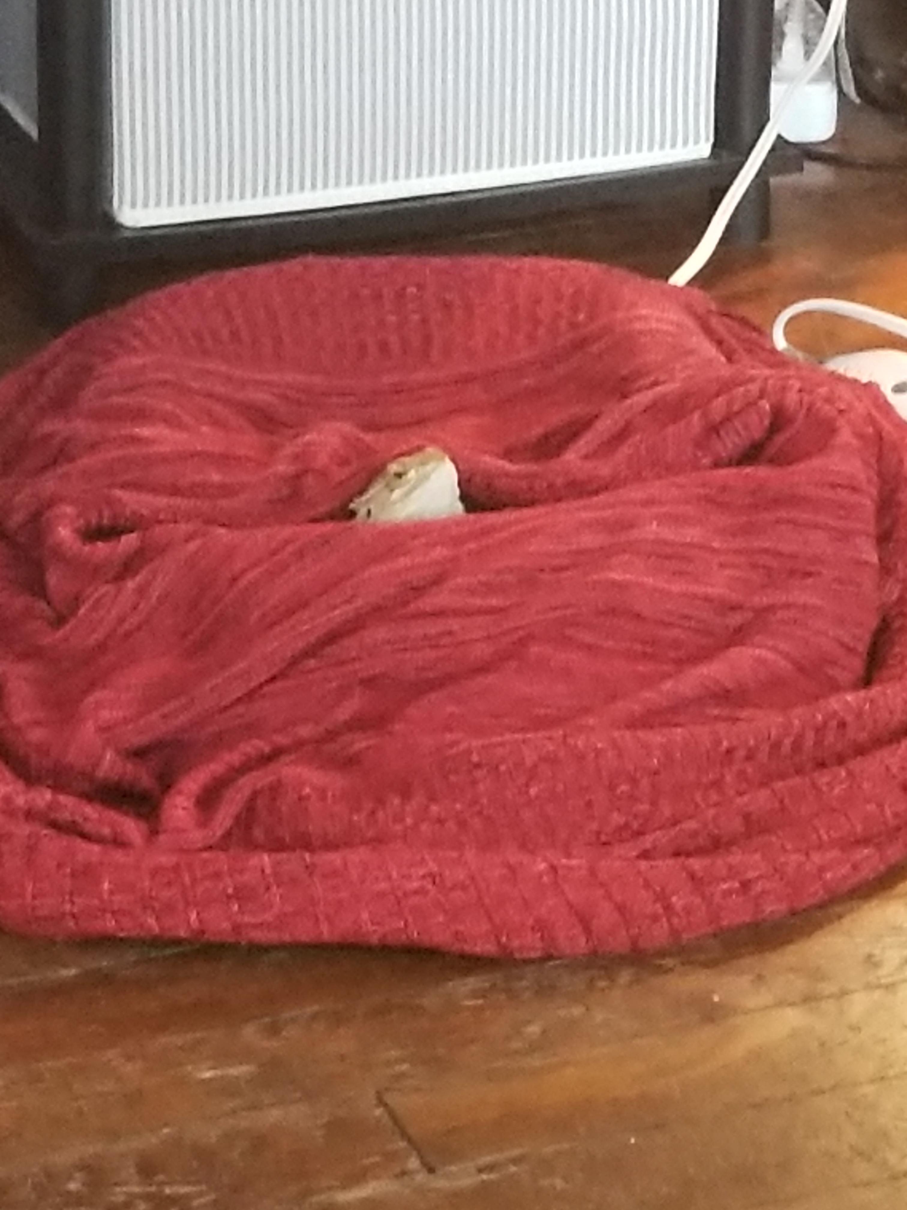 Found a small pet bed, combine with a heating pad and a sweater and hes