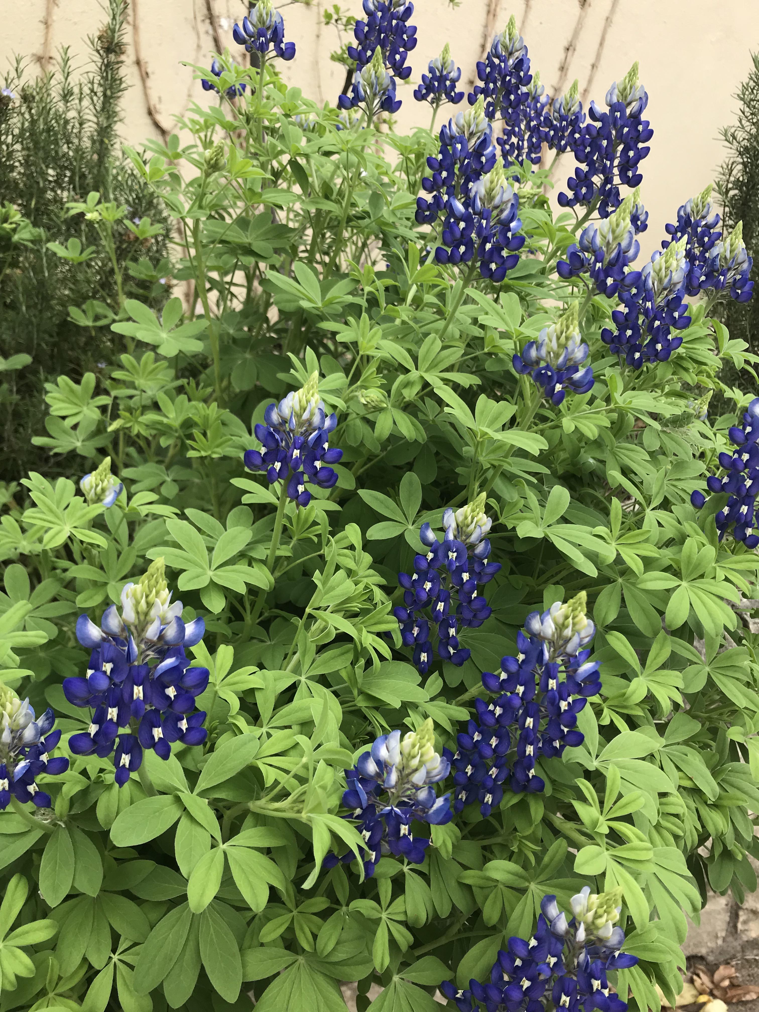Spotted in San Marcos. r/flowers