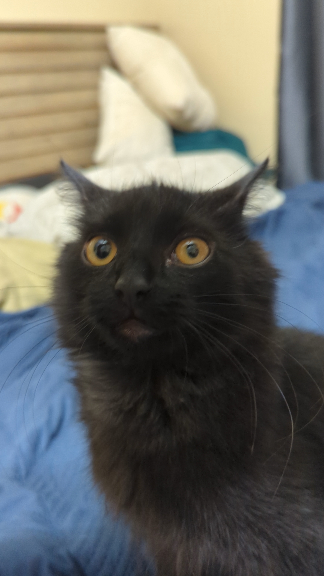 hello I was wondering if someone could tell me why my cats pupils we're different sizes. is it