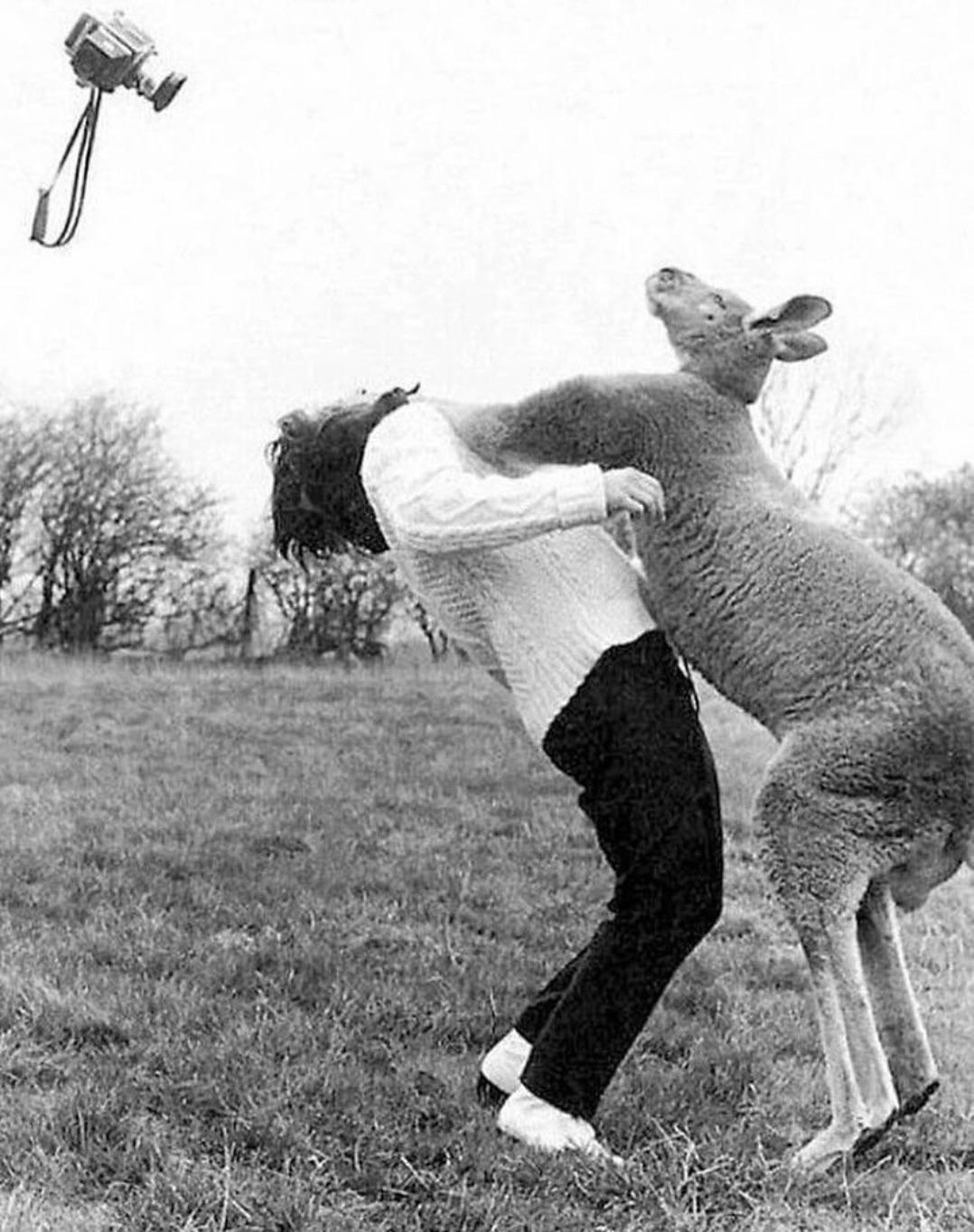 🔥 Kangaroo punches a photographer for trying to take its picture, 1967