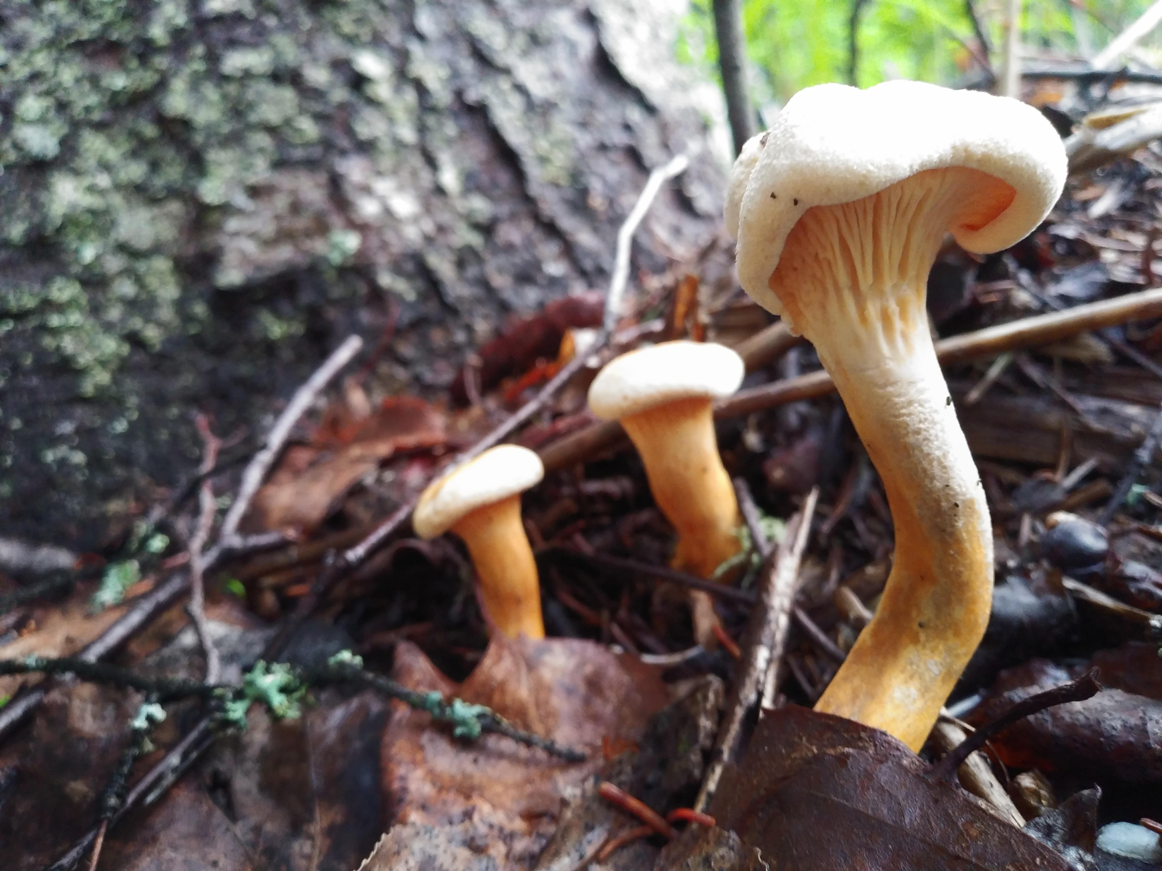 False Chanterelles in Alaskan Boreal Forest. The weird part was that