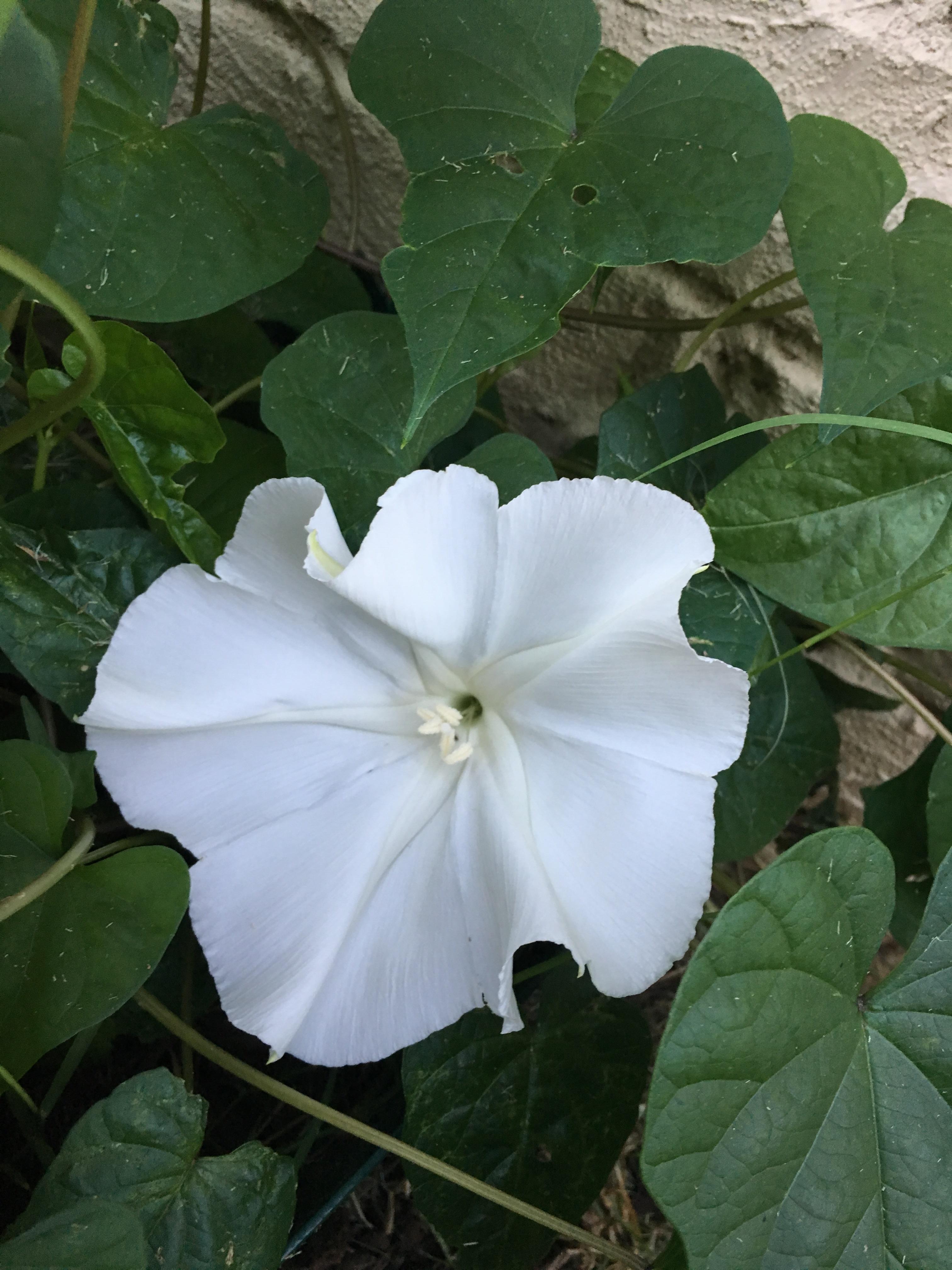 My Moonflowers have finally started blooming! r/gardening