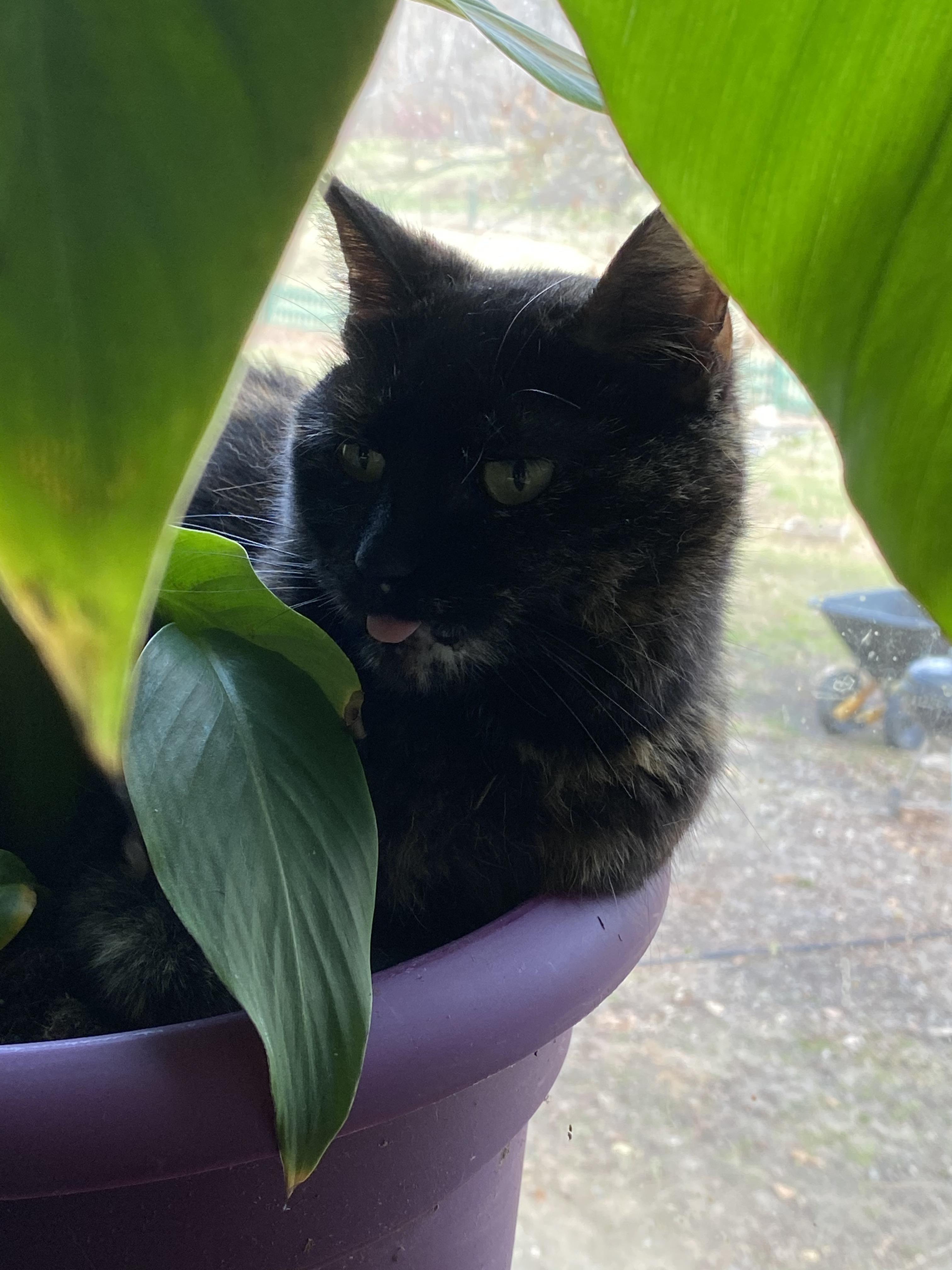 Cat fruit of the houseplant variety r/catfruit