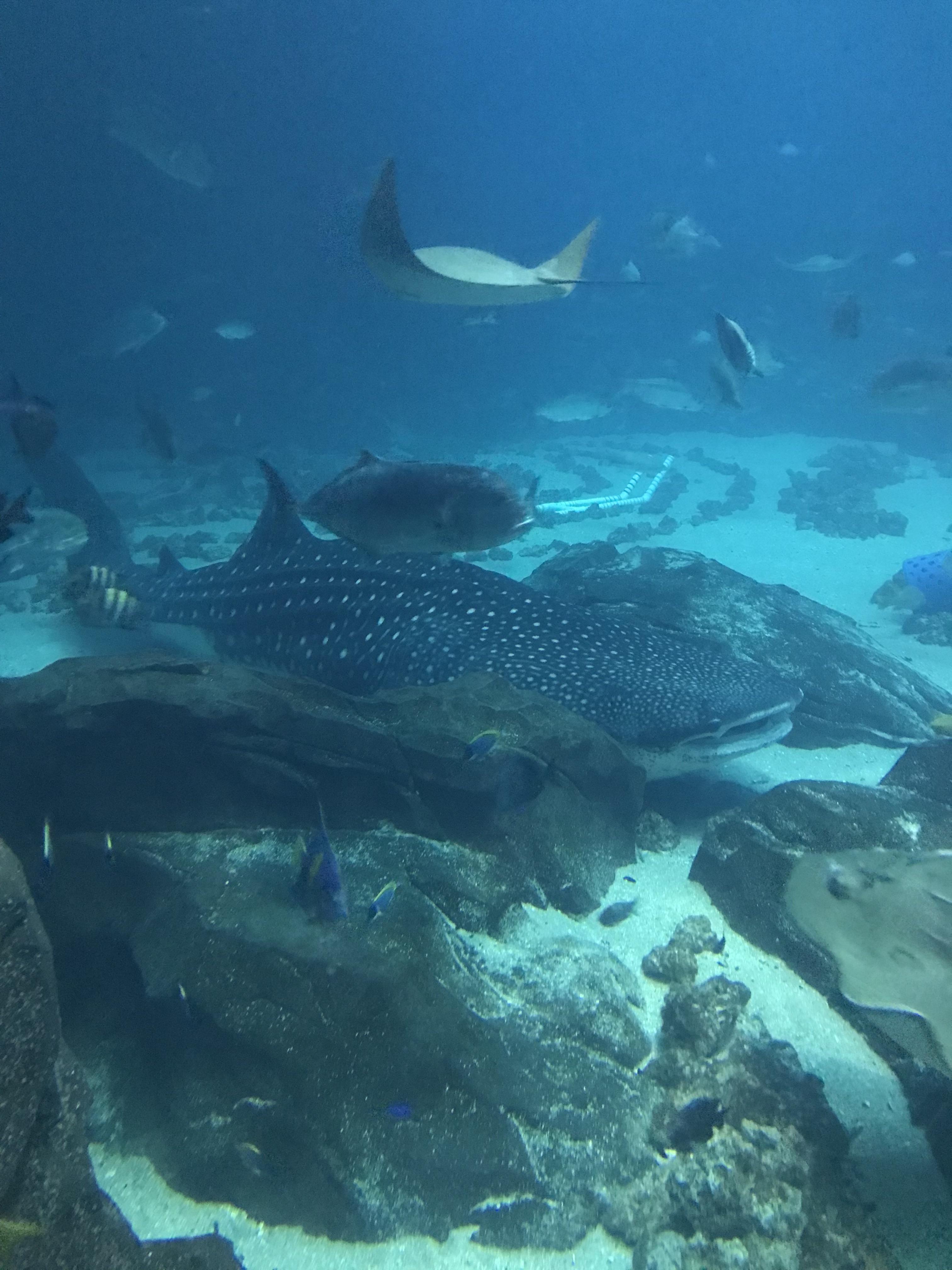 Aquarium Whale Shark Dies