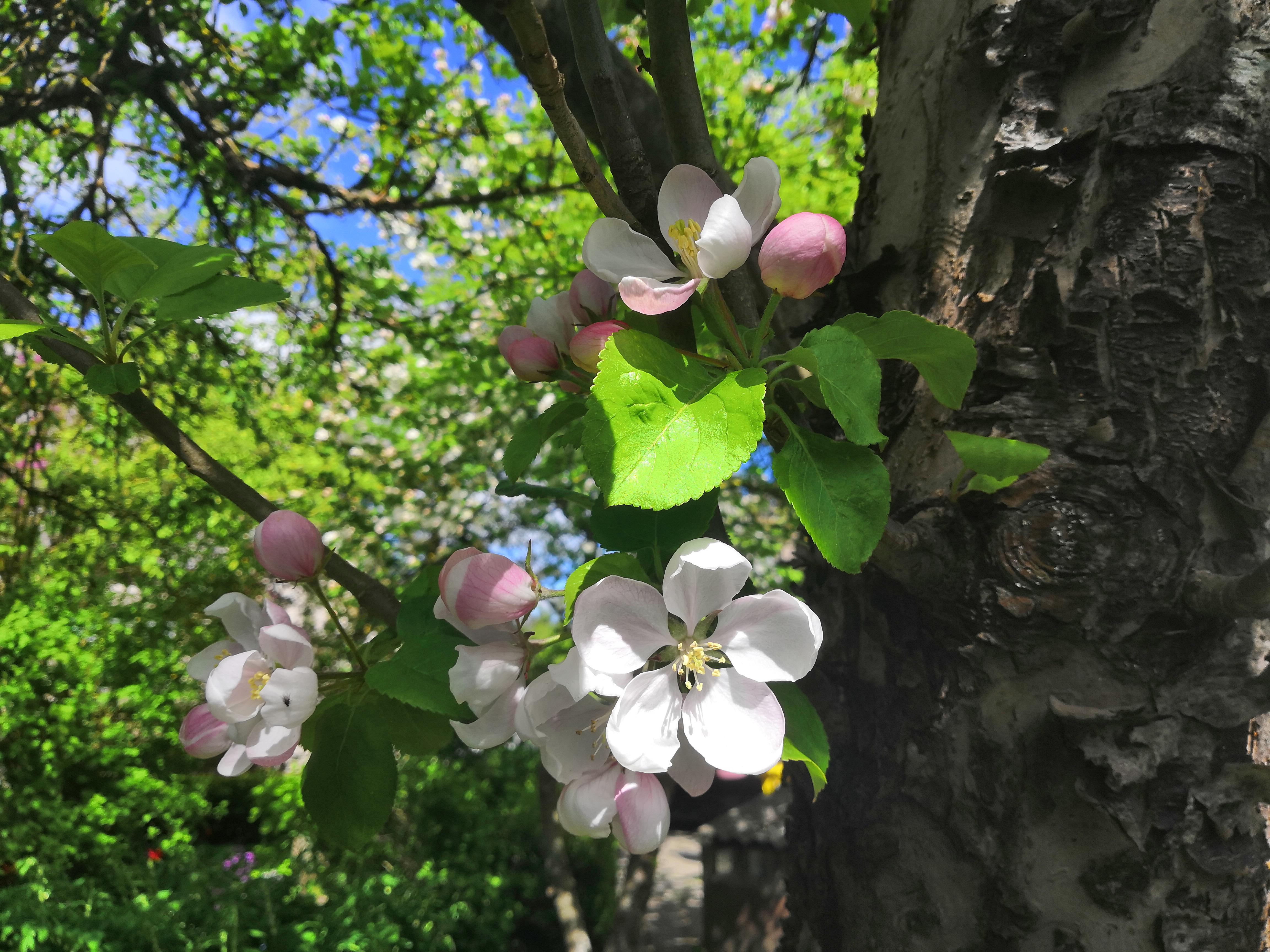 An apple tree has started to blossom in my yard r/pics