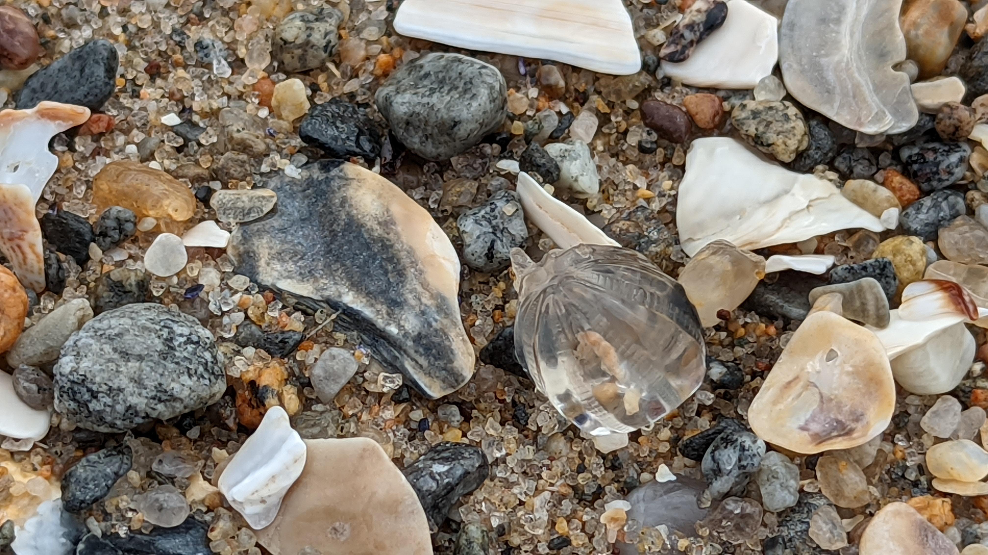 Saw this on the shore of the Long Island Sound. Is this a jellyfish? If