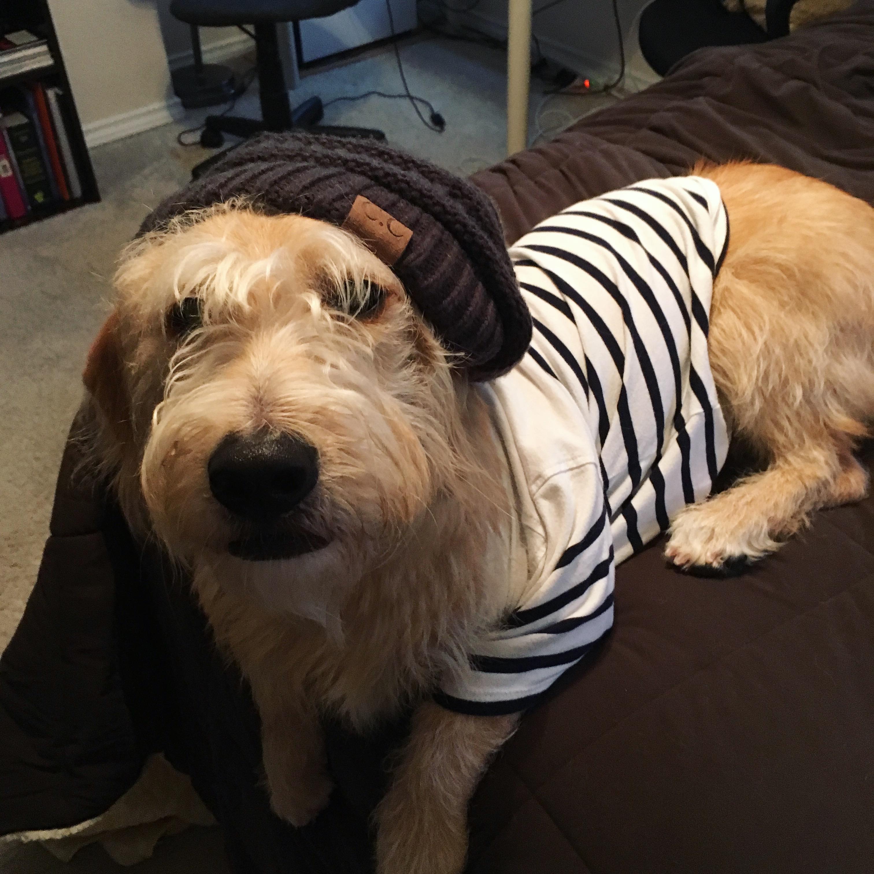 Back when my dog hit his teenage rebellious months. r/aww