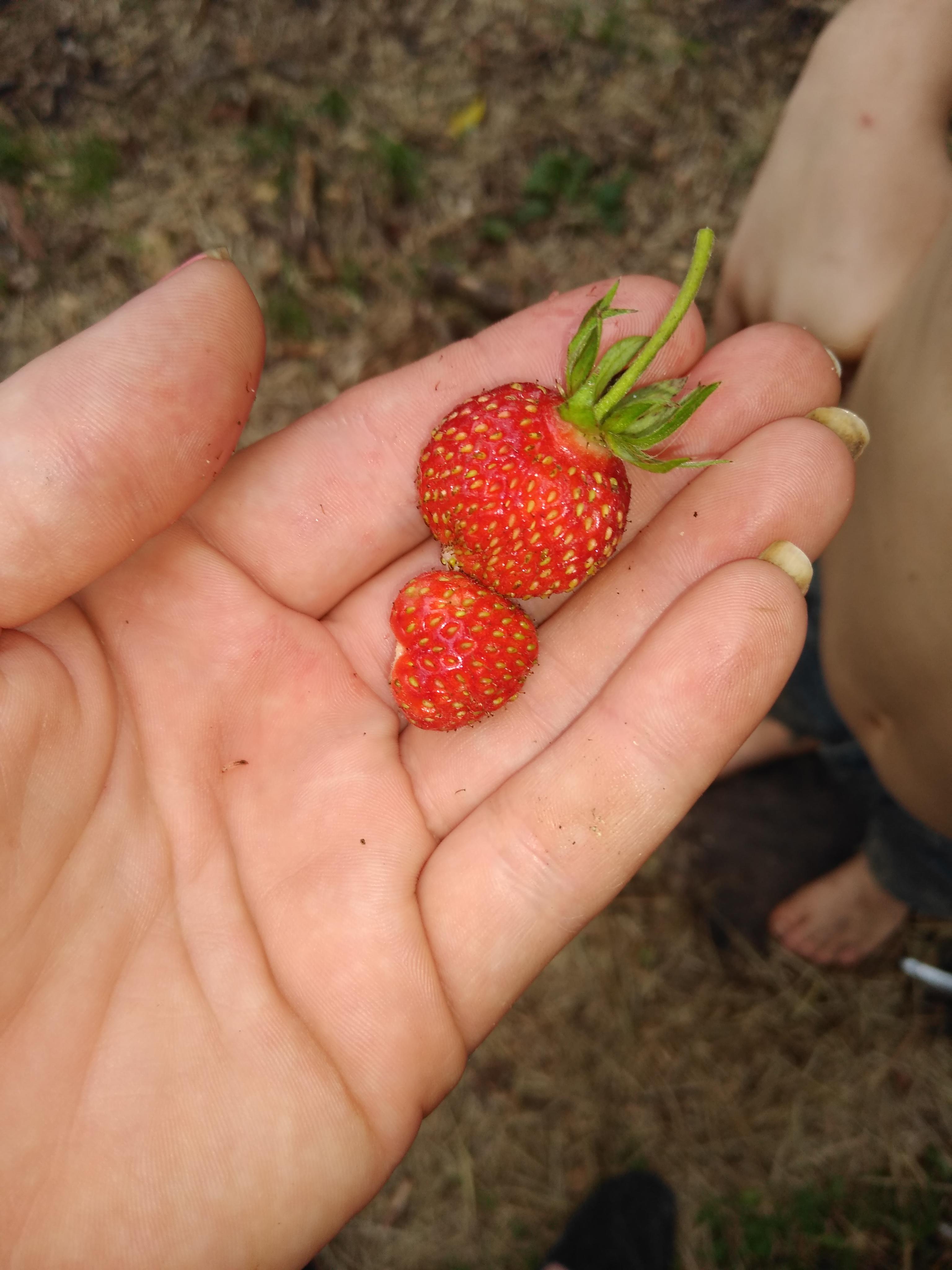 Why are my strawberries so tiny? They are in good dirt, with horse
