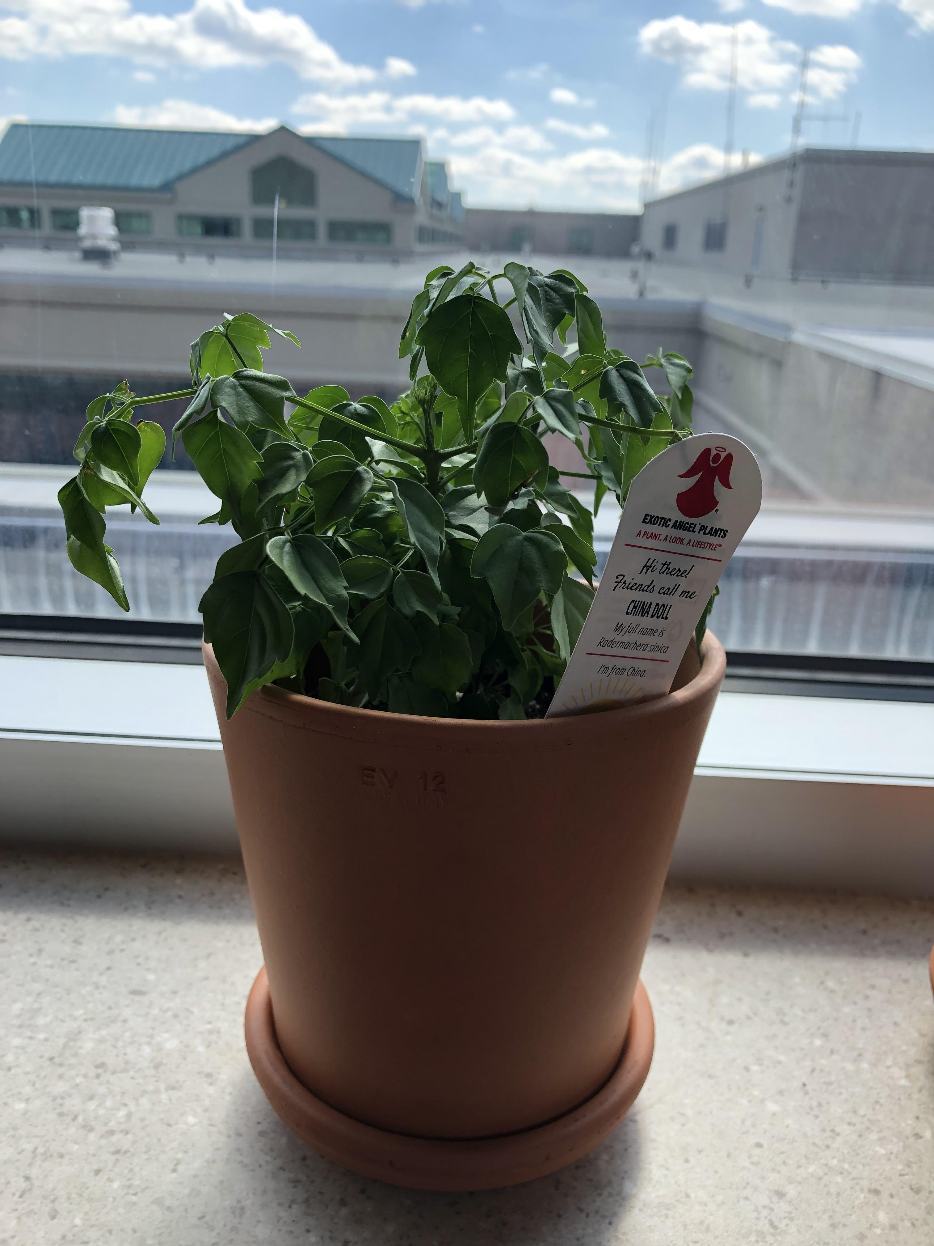 My China doll is droopy /, help! It sits on a southern exposure windows, is this too much