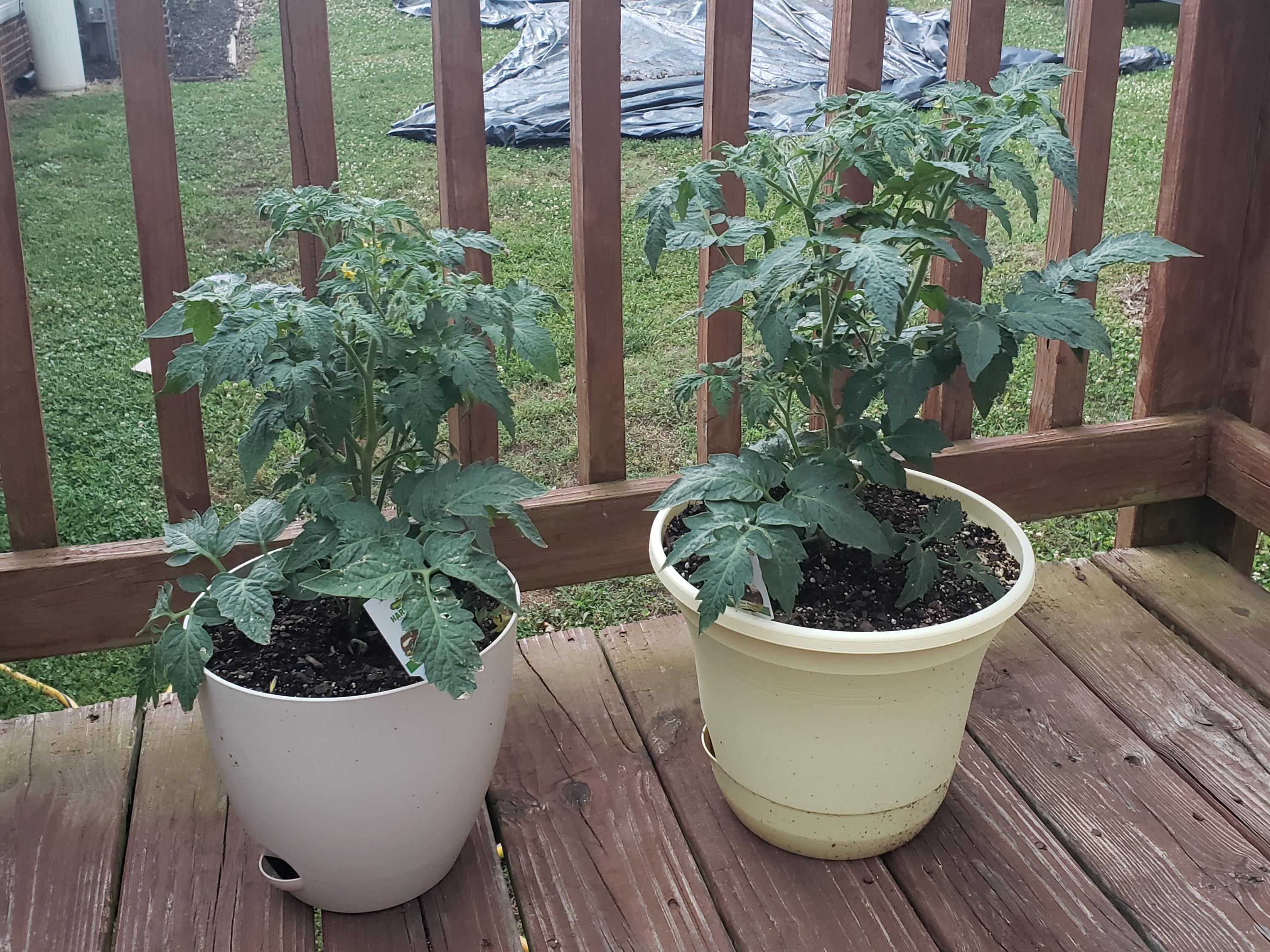 Current growth of my Little Napoli plants, description in comments r