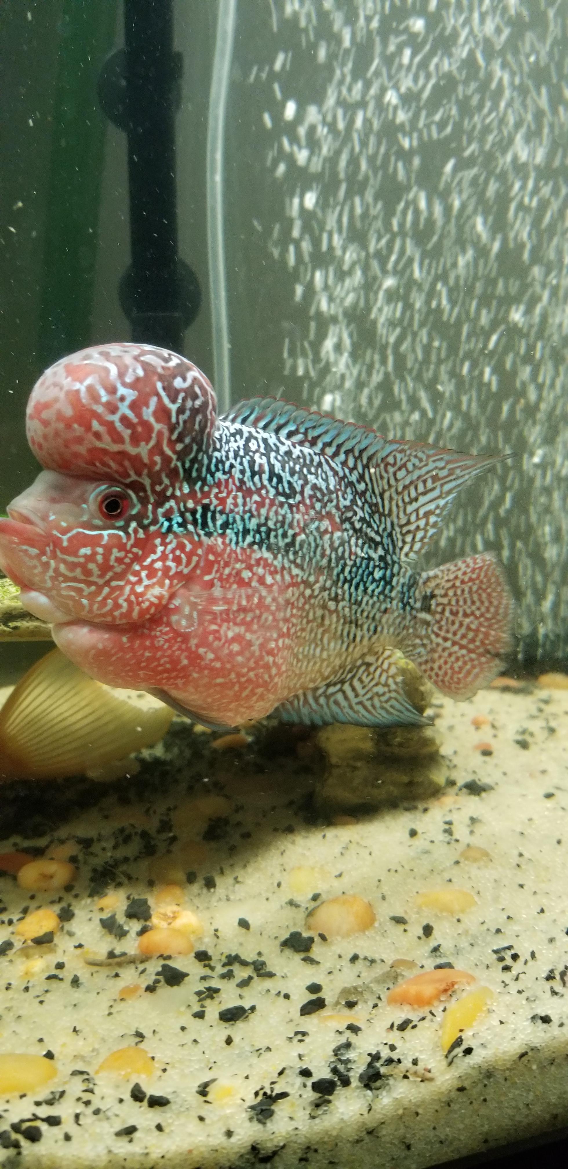 226 best Flowerhorn images on Pholder Aquariums, Cichlid and Aqua Swap