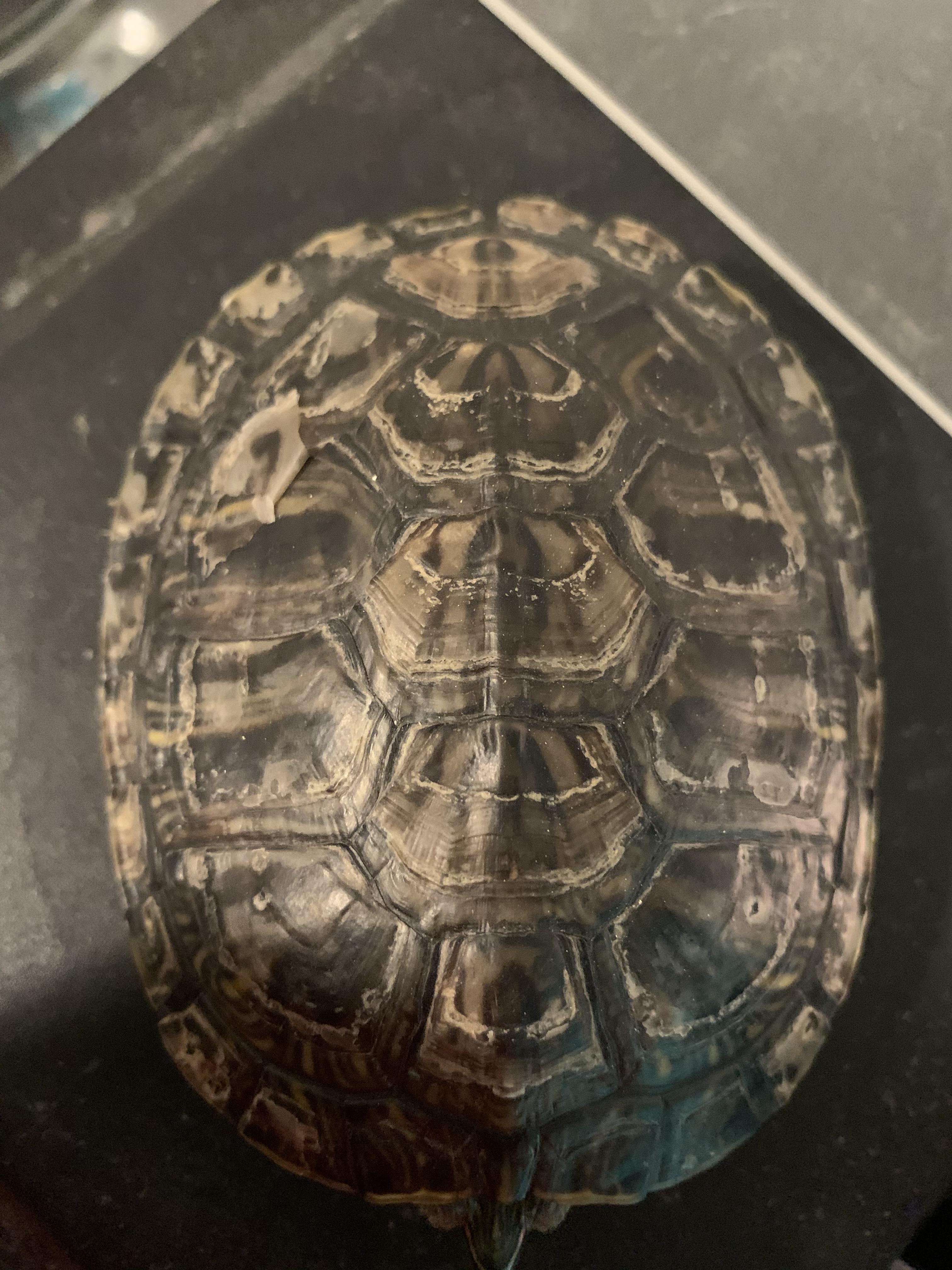 I’m a very new turtle owner, I never planned on owning a turtle but I