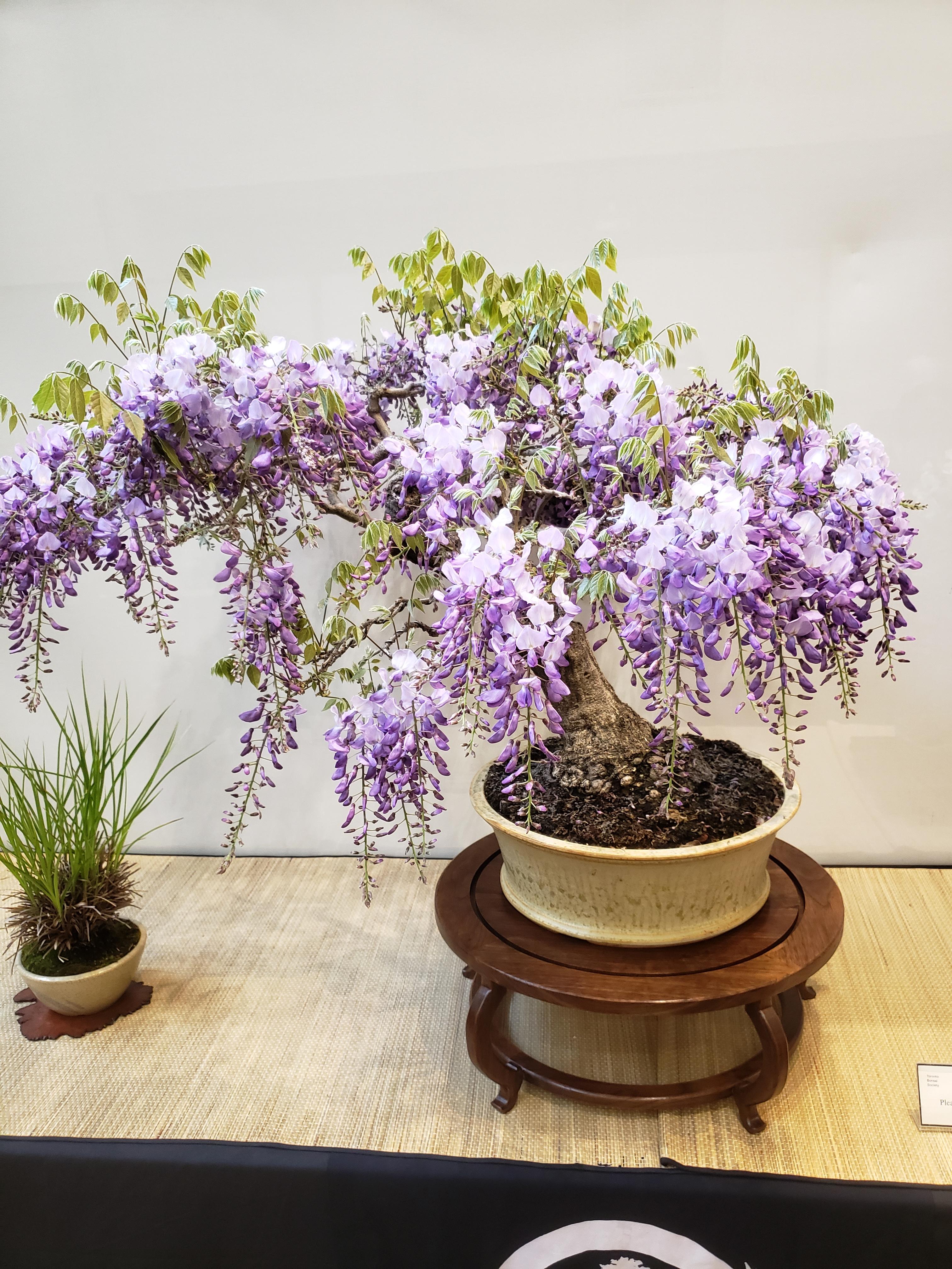 The lead tree from the Toronto Bonsai Spring Show, a beautiful monster
