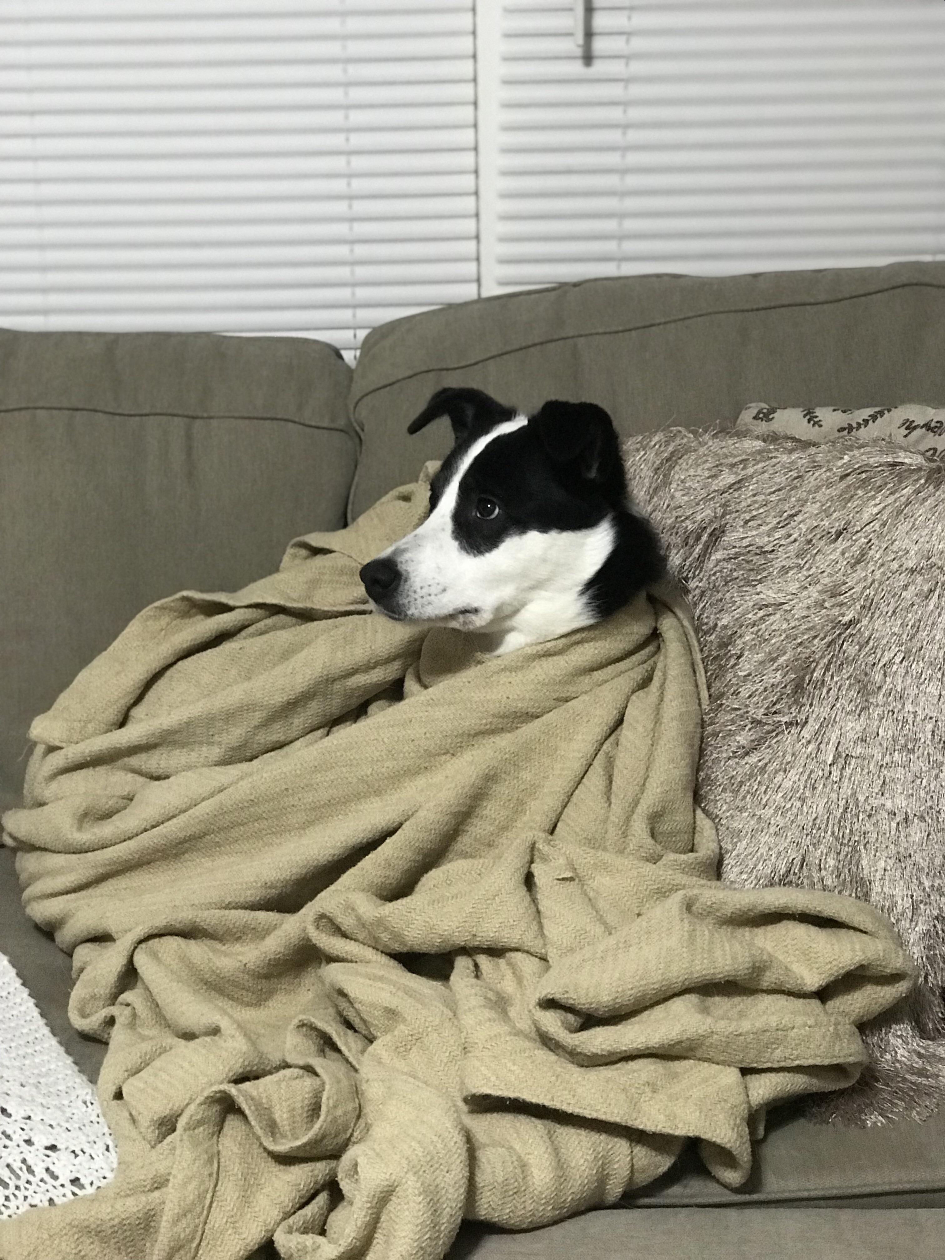How my dog watches T.V r/CozyPlaces