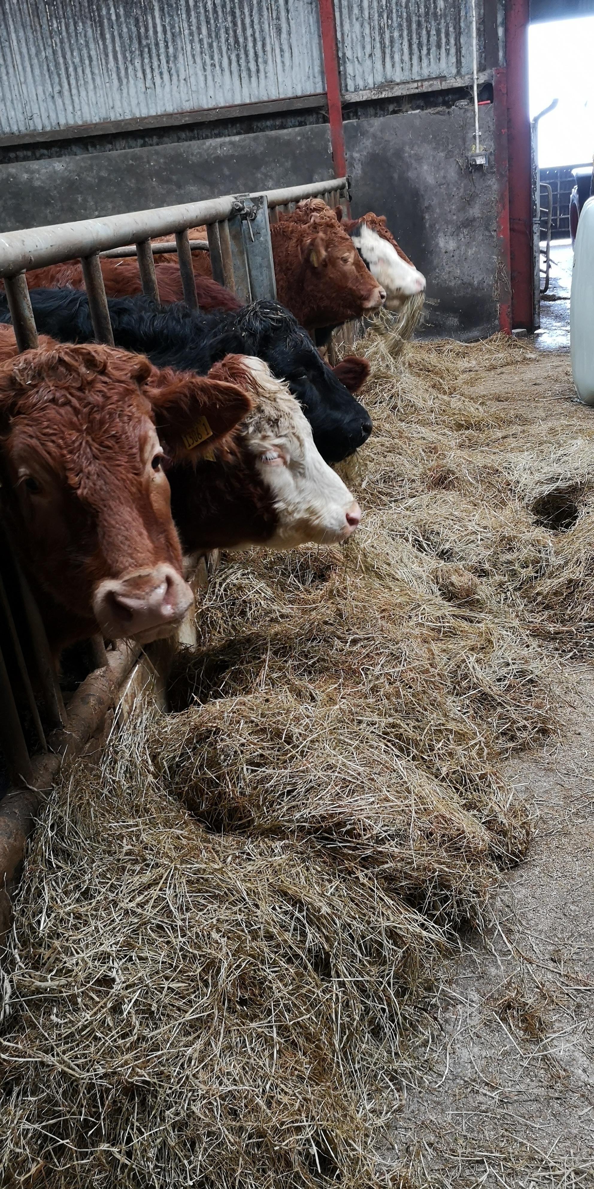 We got our grass cut for silage this year during a heatwave which meant