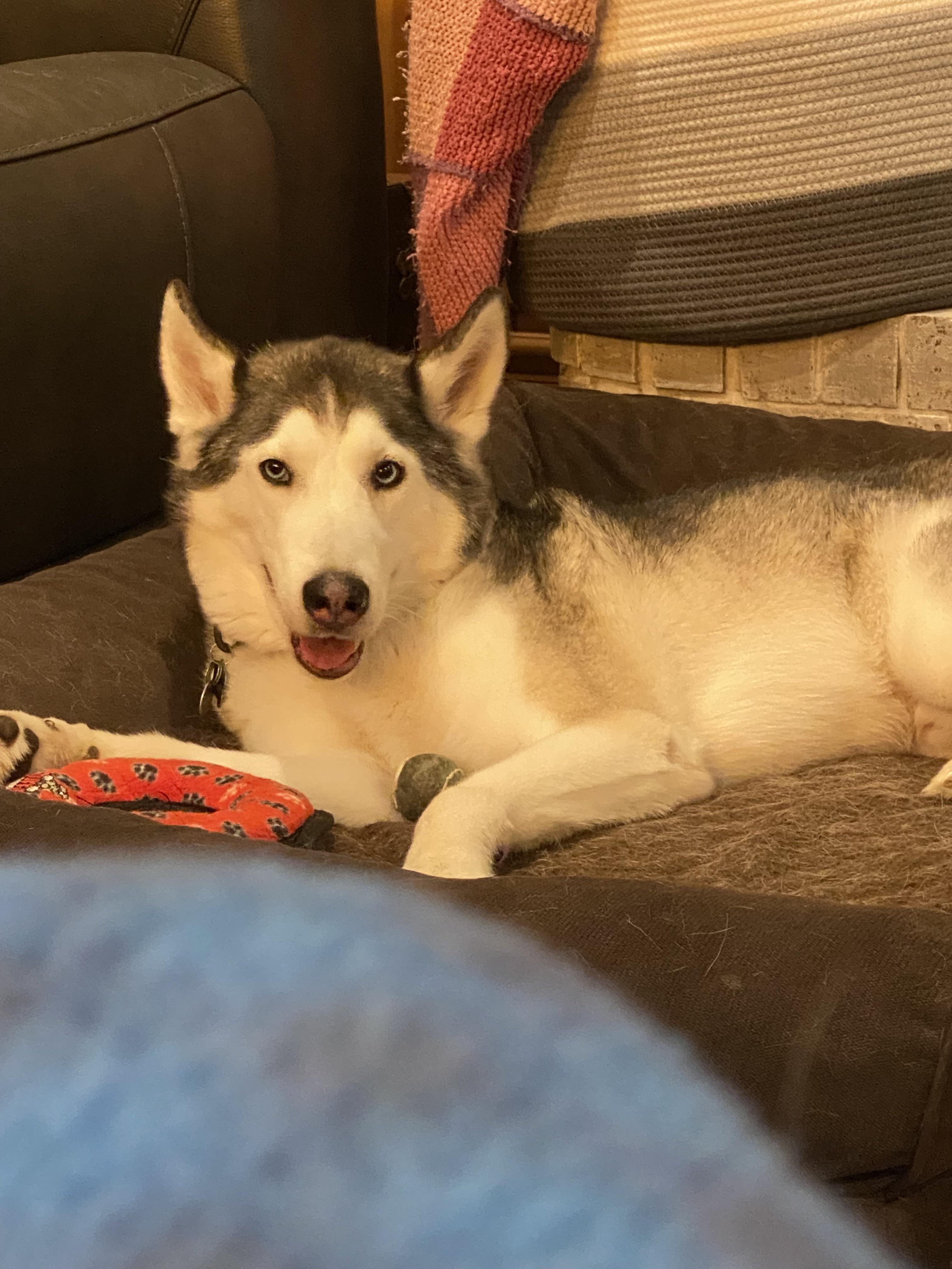 Question for other husky owners r/husky