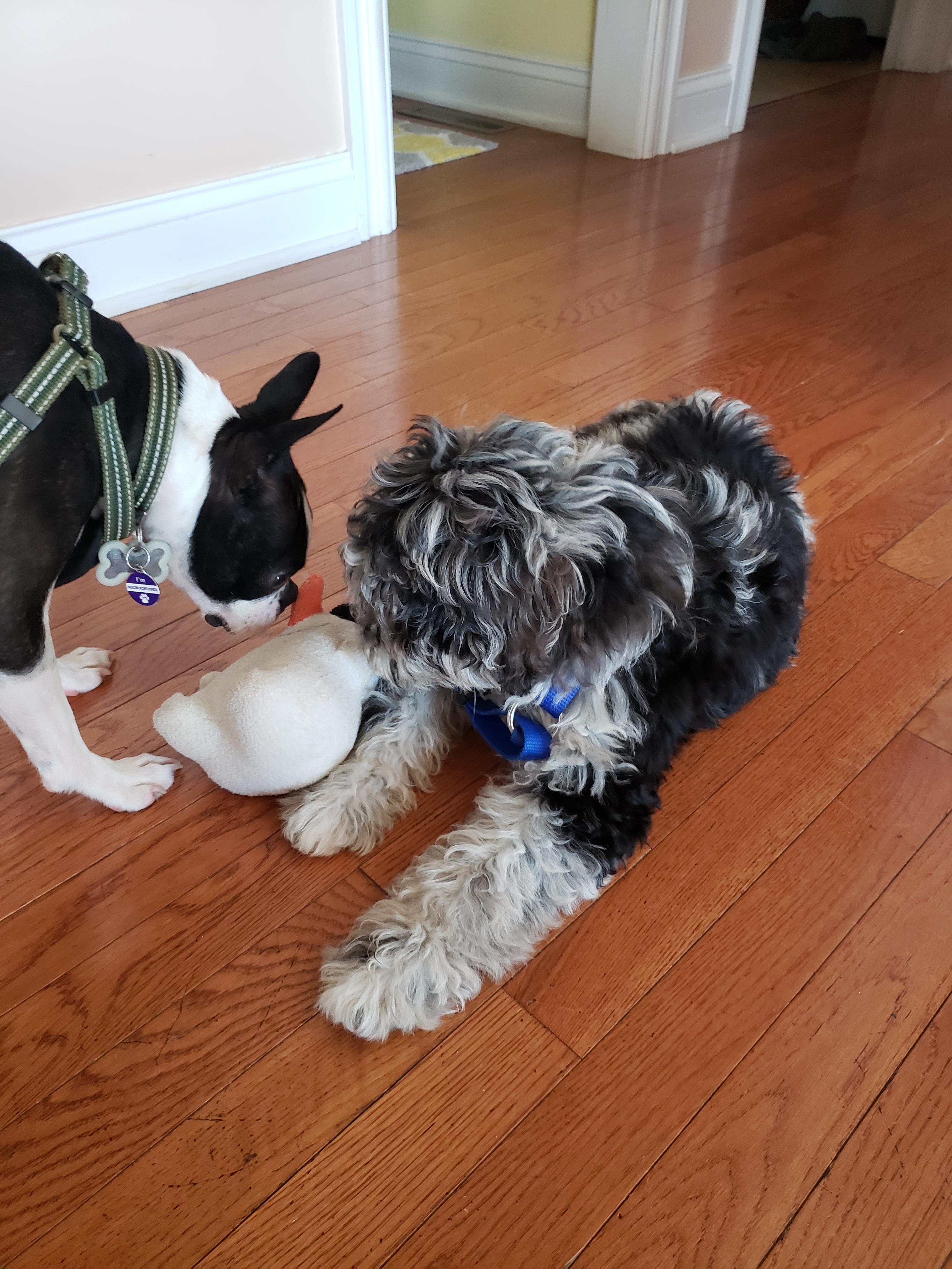 Lola Wednesday has a new brother. McCandle Gerard to the family. He's a Austrailian
