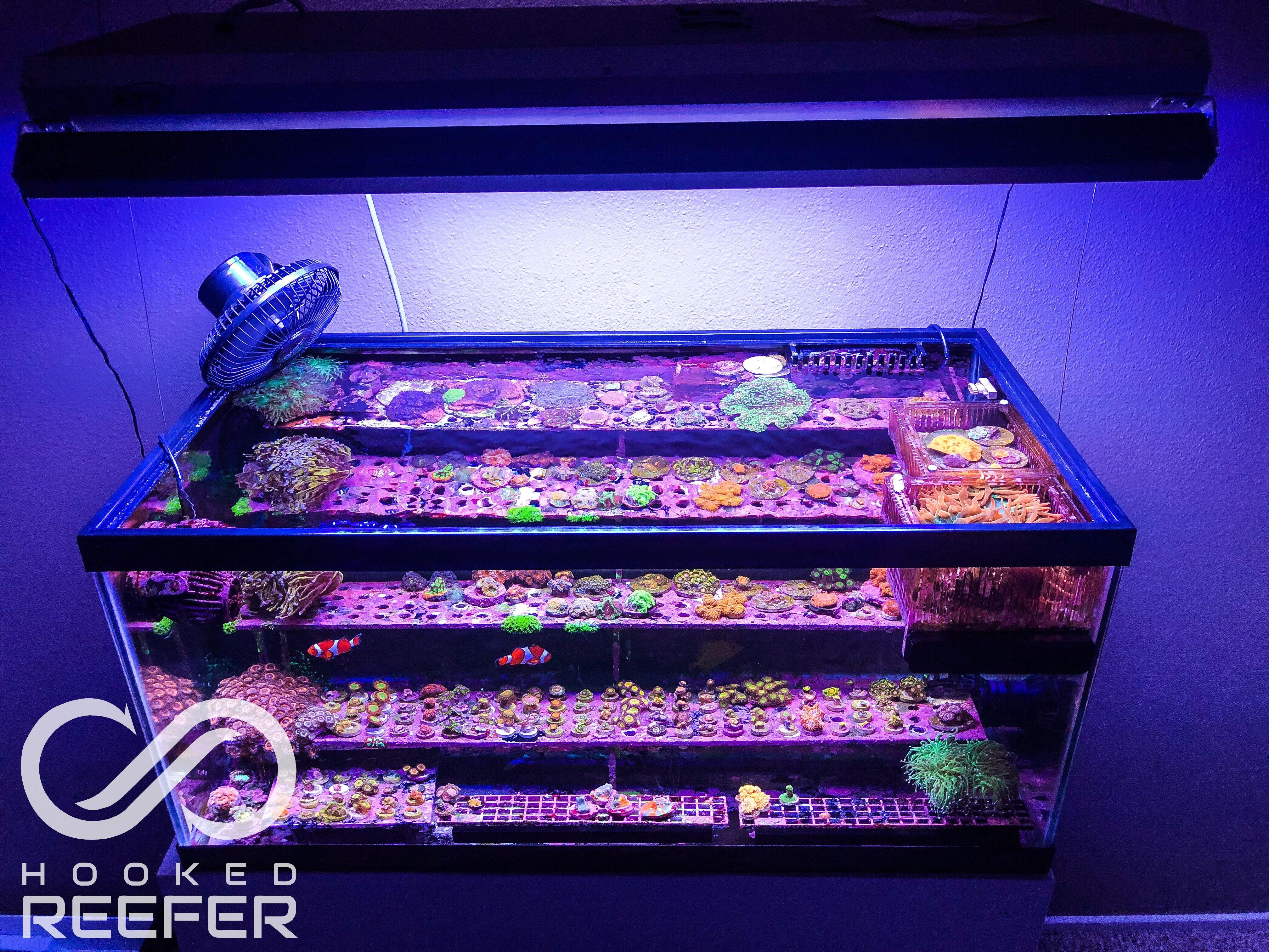 My frag tank 🙂 r/ReefTank