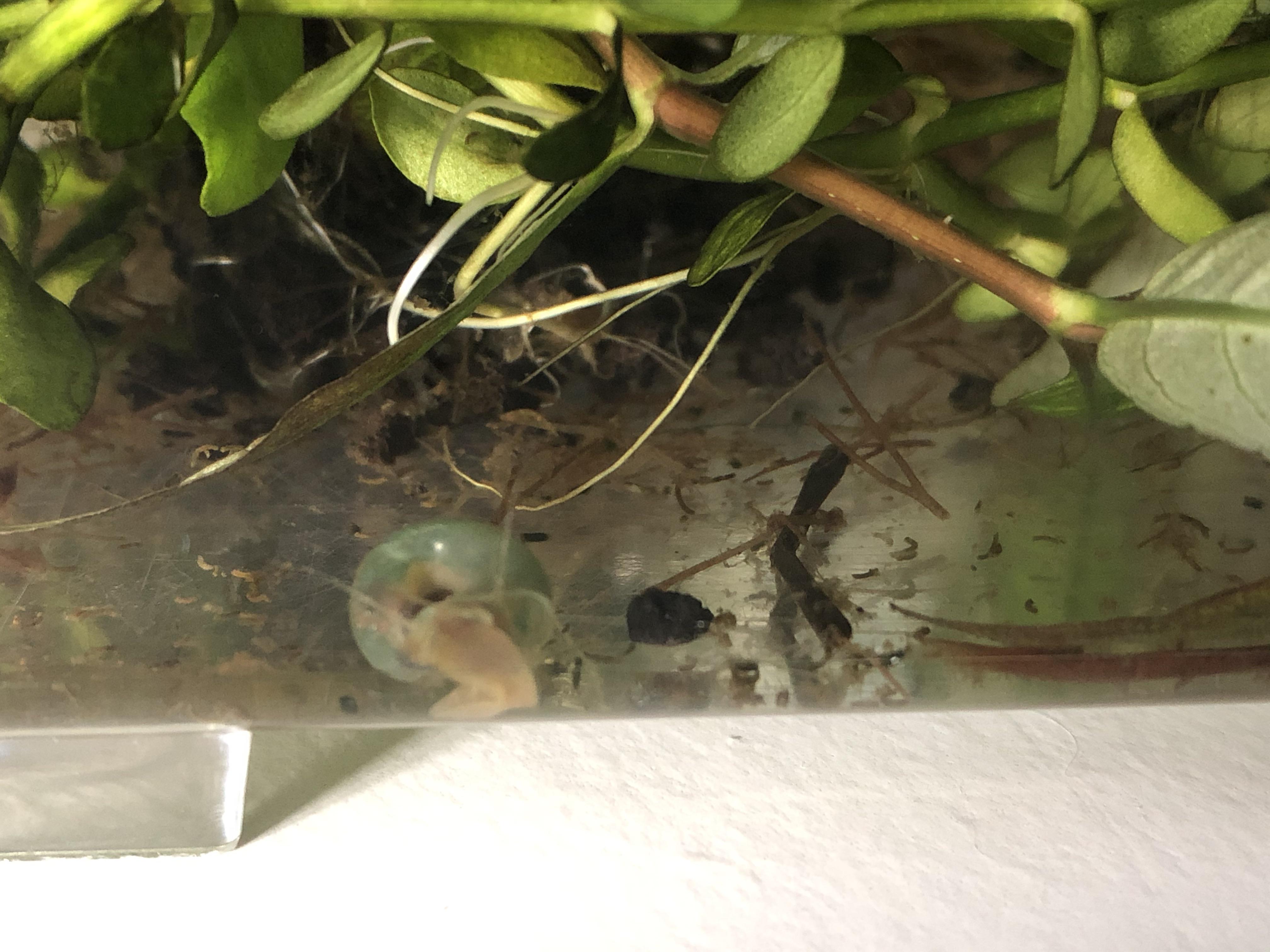 Anyone know what kind of snail this is? It suddenly appeared in my