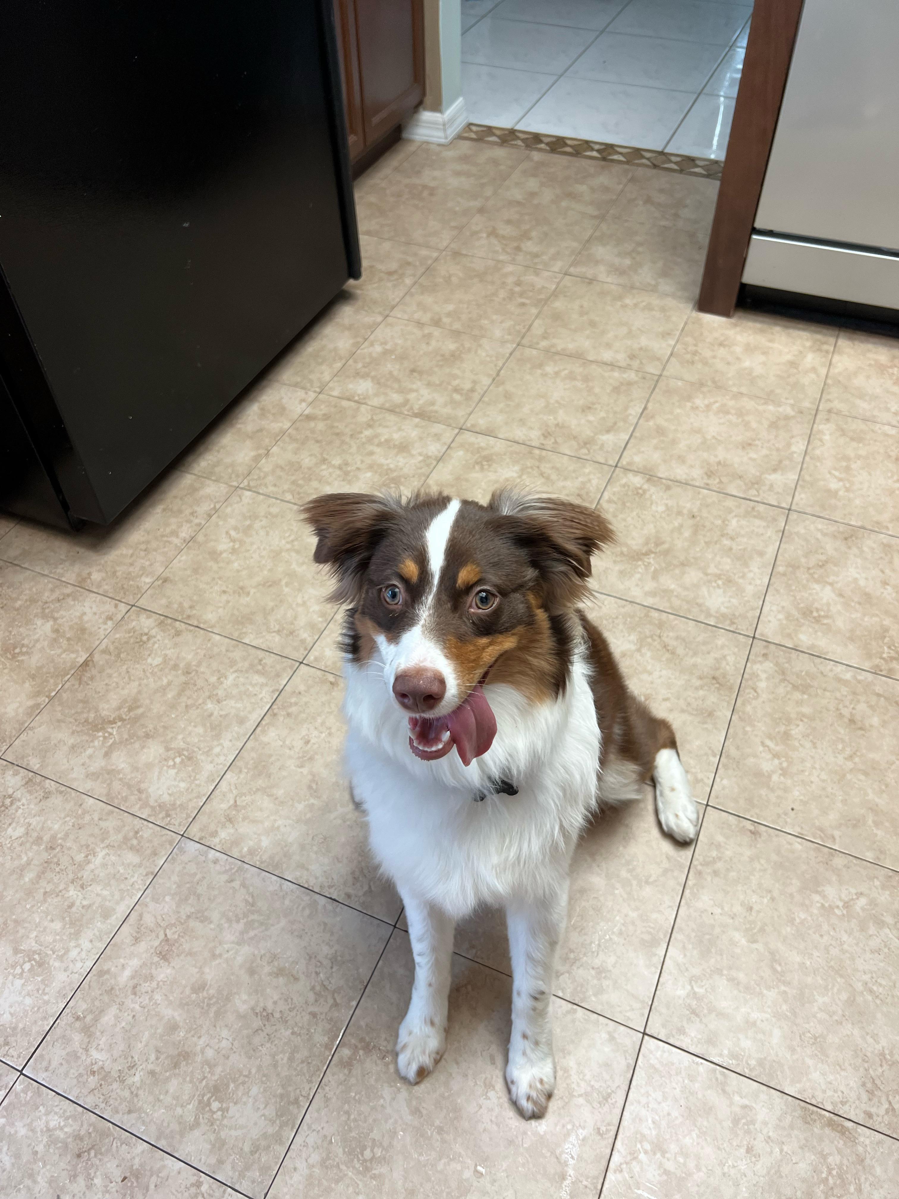 Is it normal for Aussies to have a lazy eye when they’re less than a