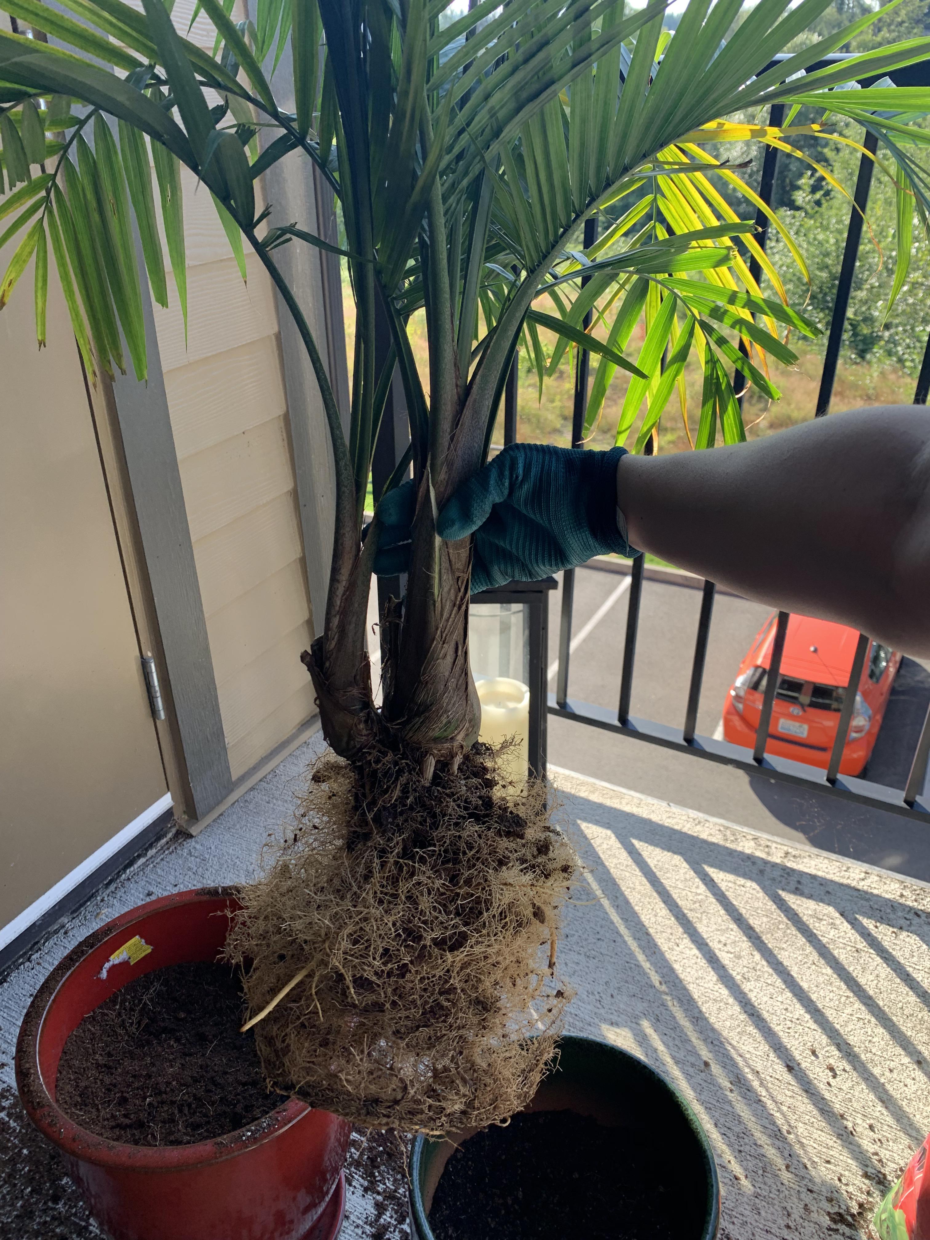 Just found this sub, so here’s a palm majesty I rescued, and the giant