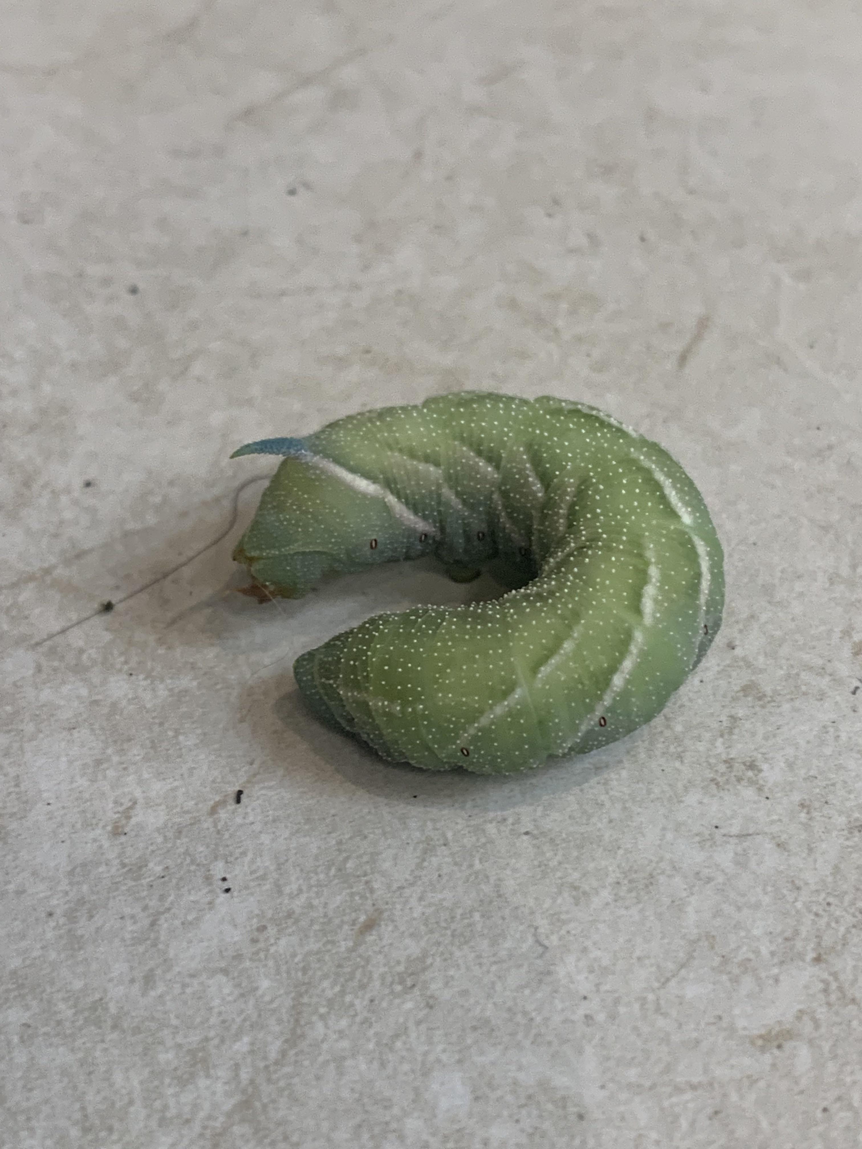 Just caught my dog trying to eat this thing , what is it ?? r/CasualUK