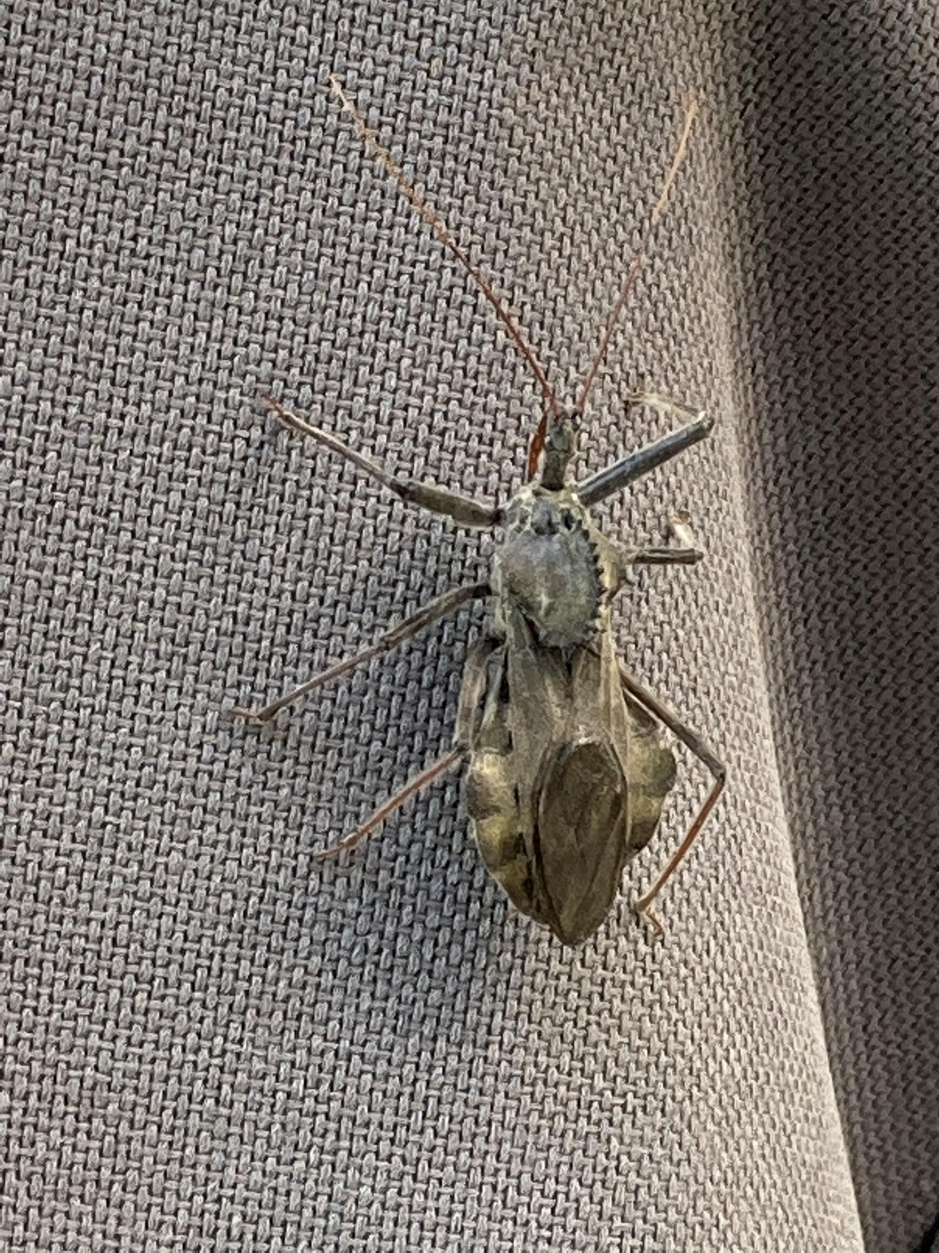 What is this? I’m in southern Illinois r/insects
