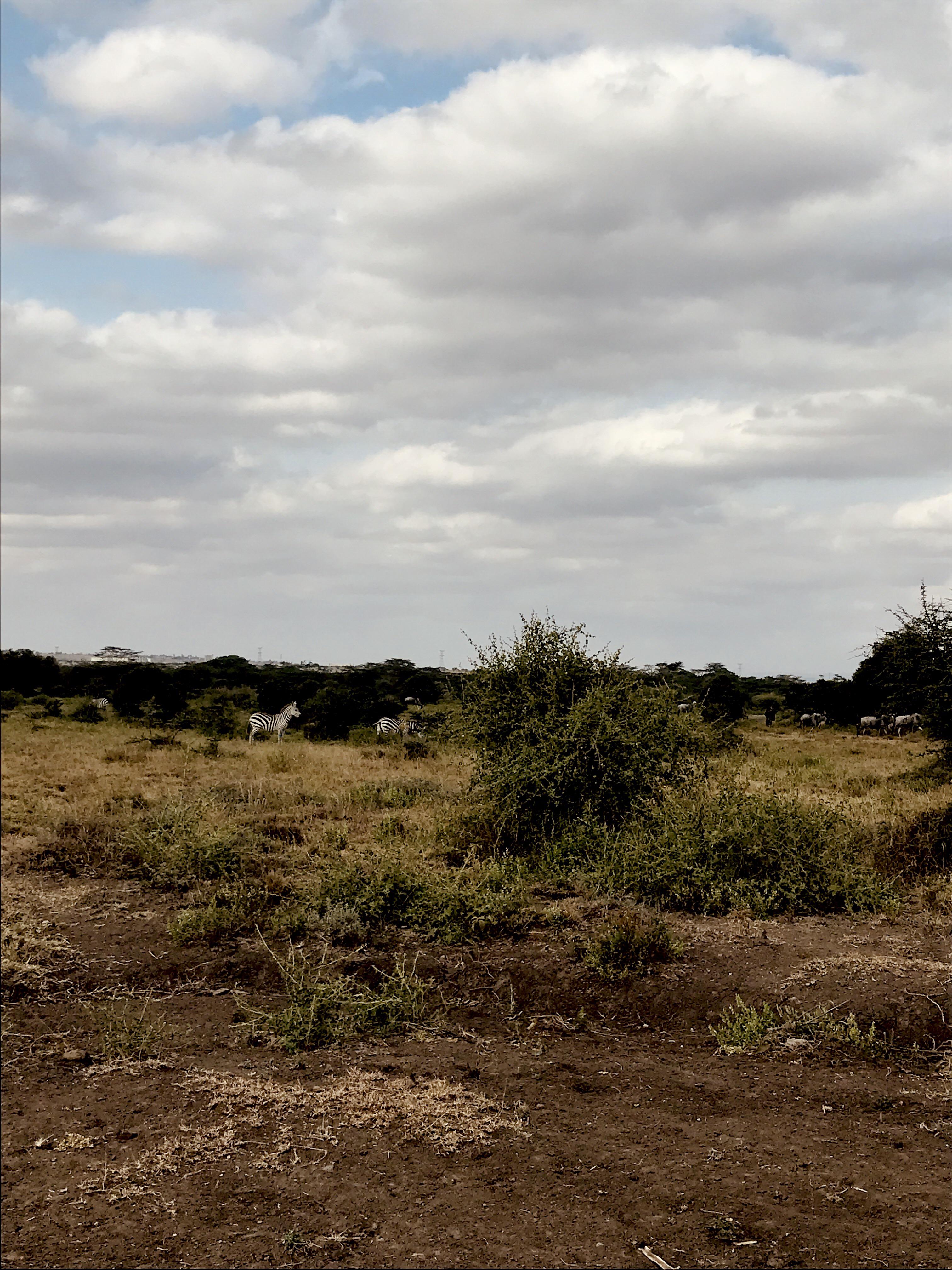 Made a couple of friends from a distance on yesterday’s trails. Kajiado