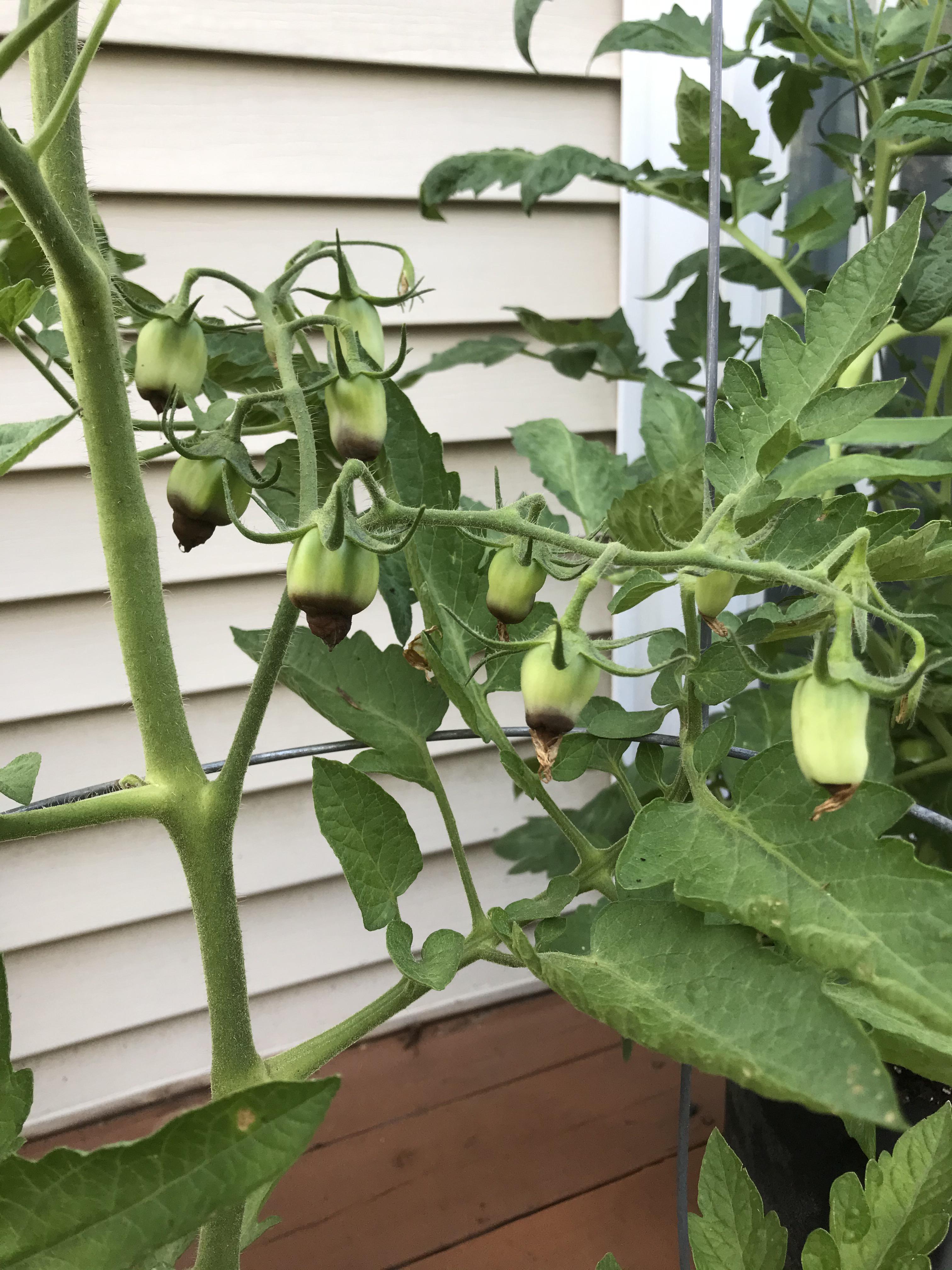 Looks like the lowermost tomatoes on my San Marzano plant are getting