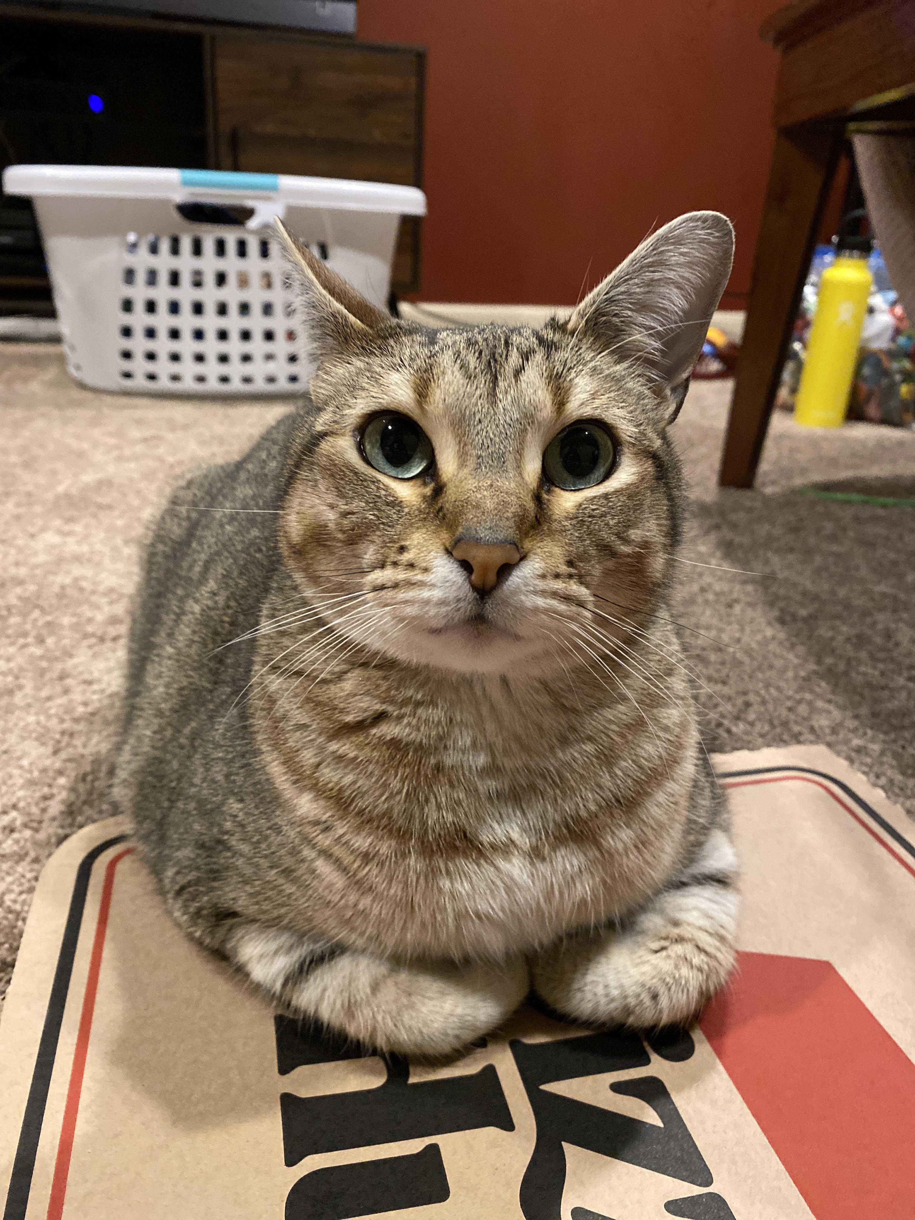 My cat Lena loafing on the Pizza Hut box ) CatsOnPizza