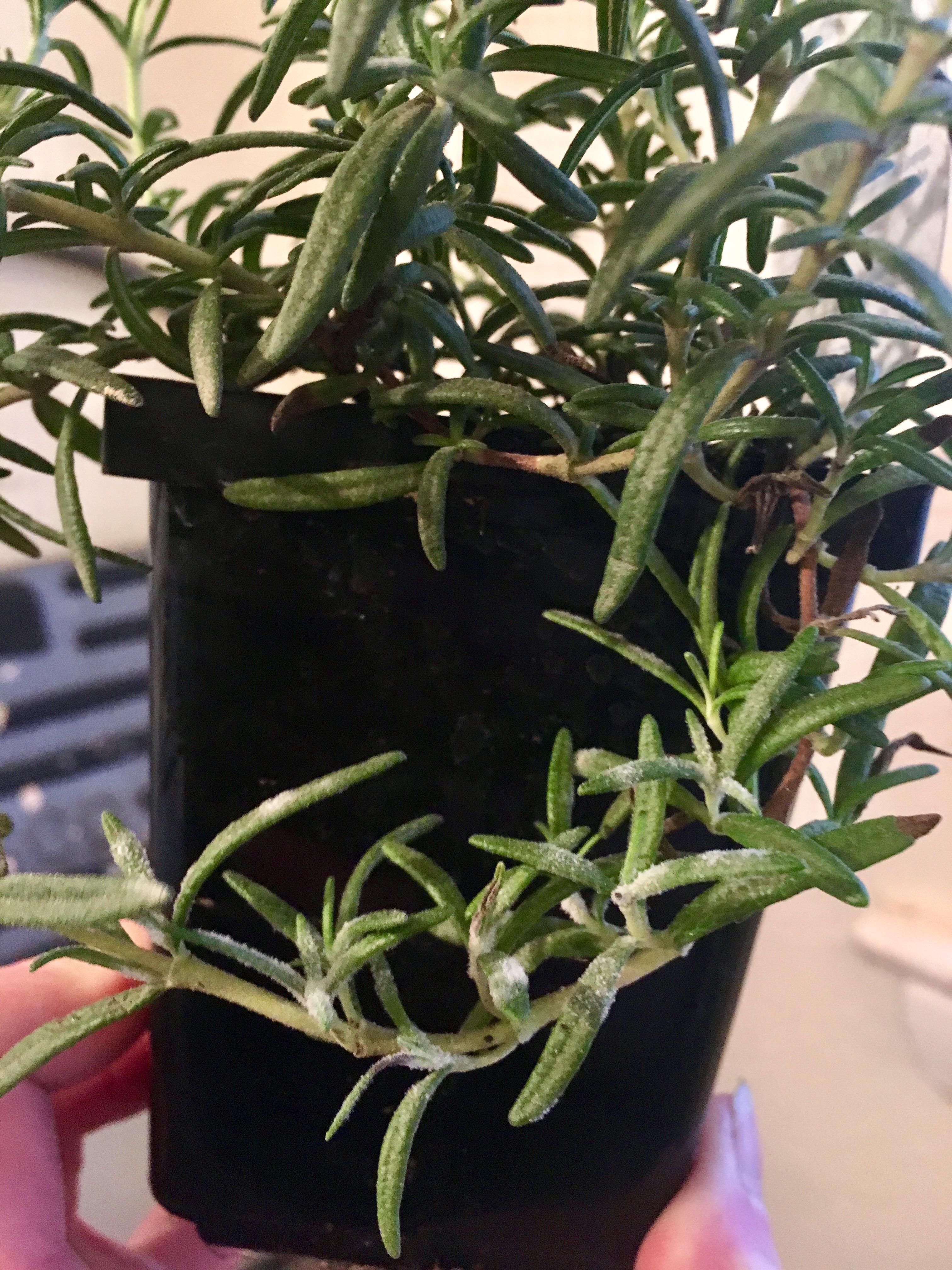 White mold on my rosemary? Purchased 10 days ago from a nursery. Haven