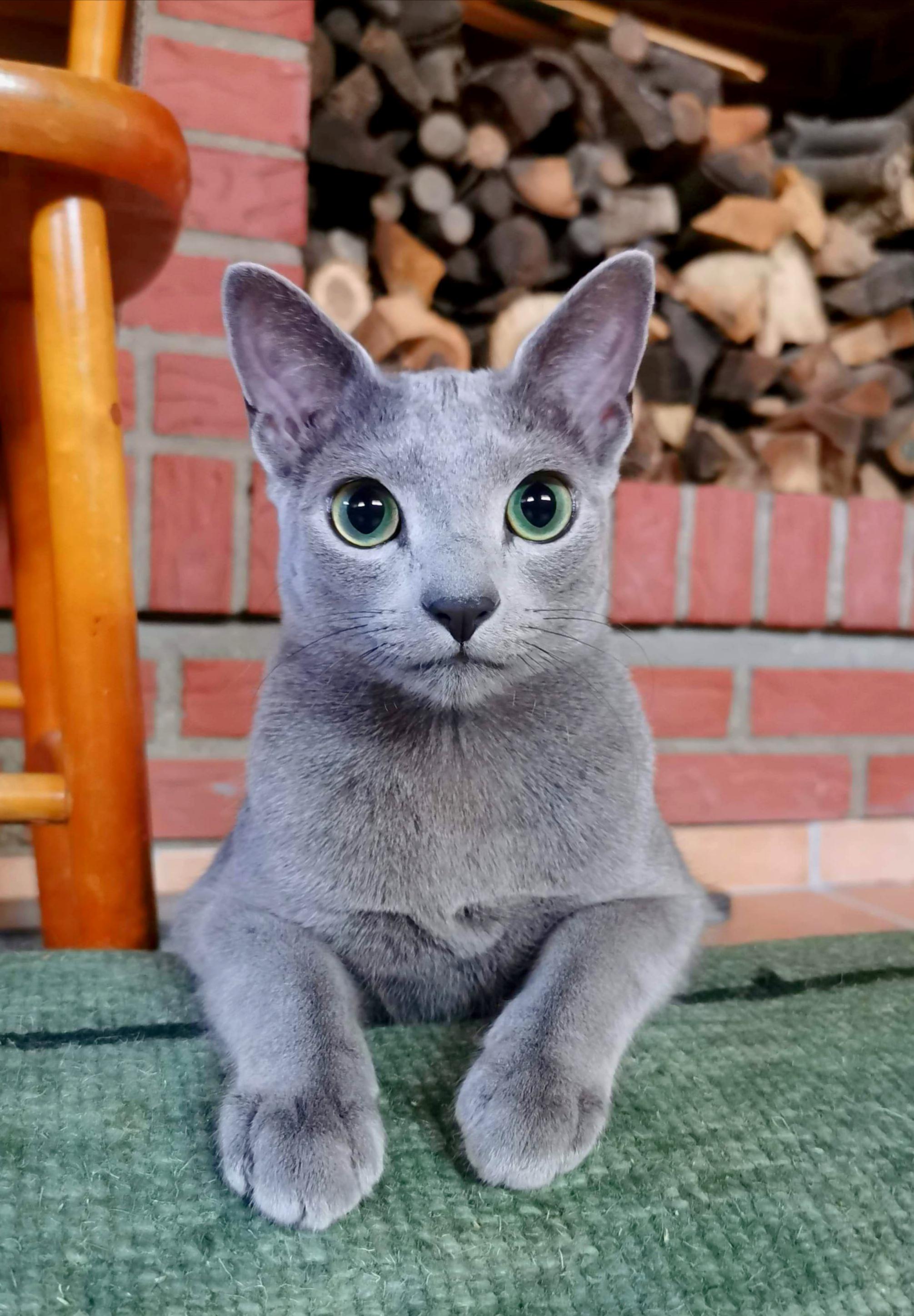 Meet my cat, Gizmo the Russian Blue! r/aww