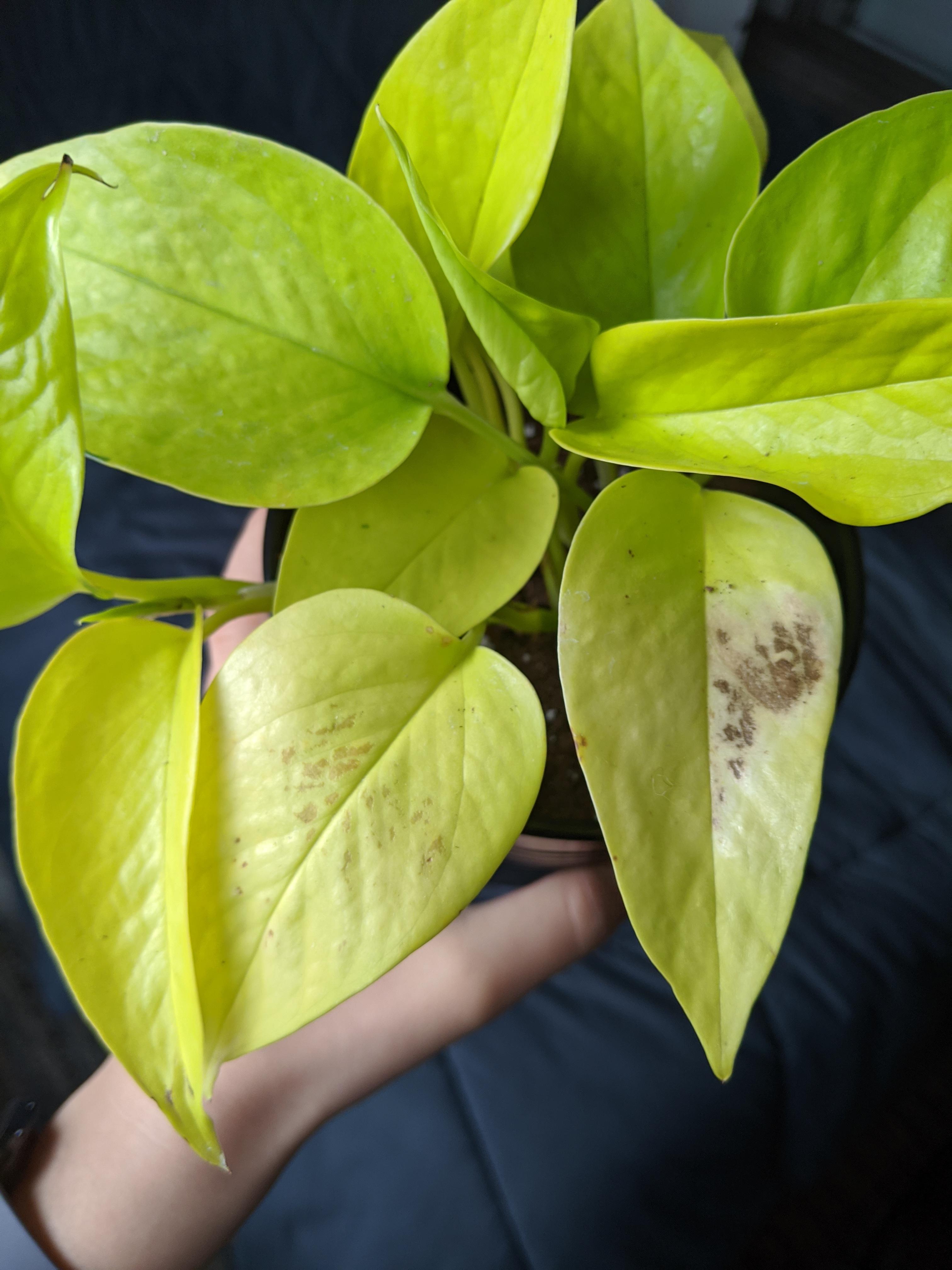 Brown spots on neon pothos? plantclinic
