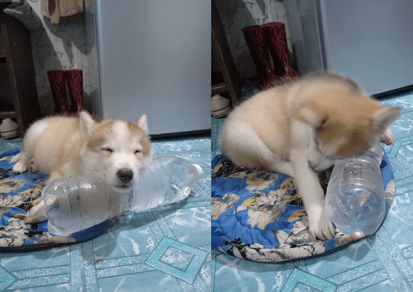 My friends dog likes to sleep with cold water near him r