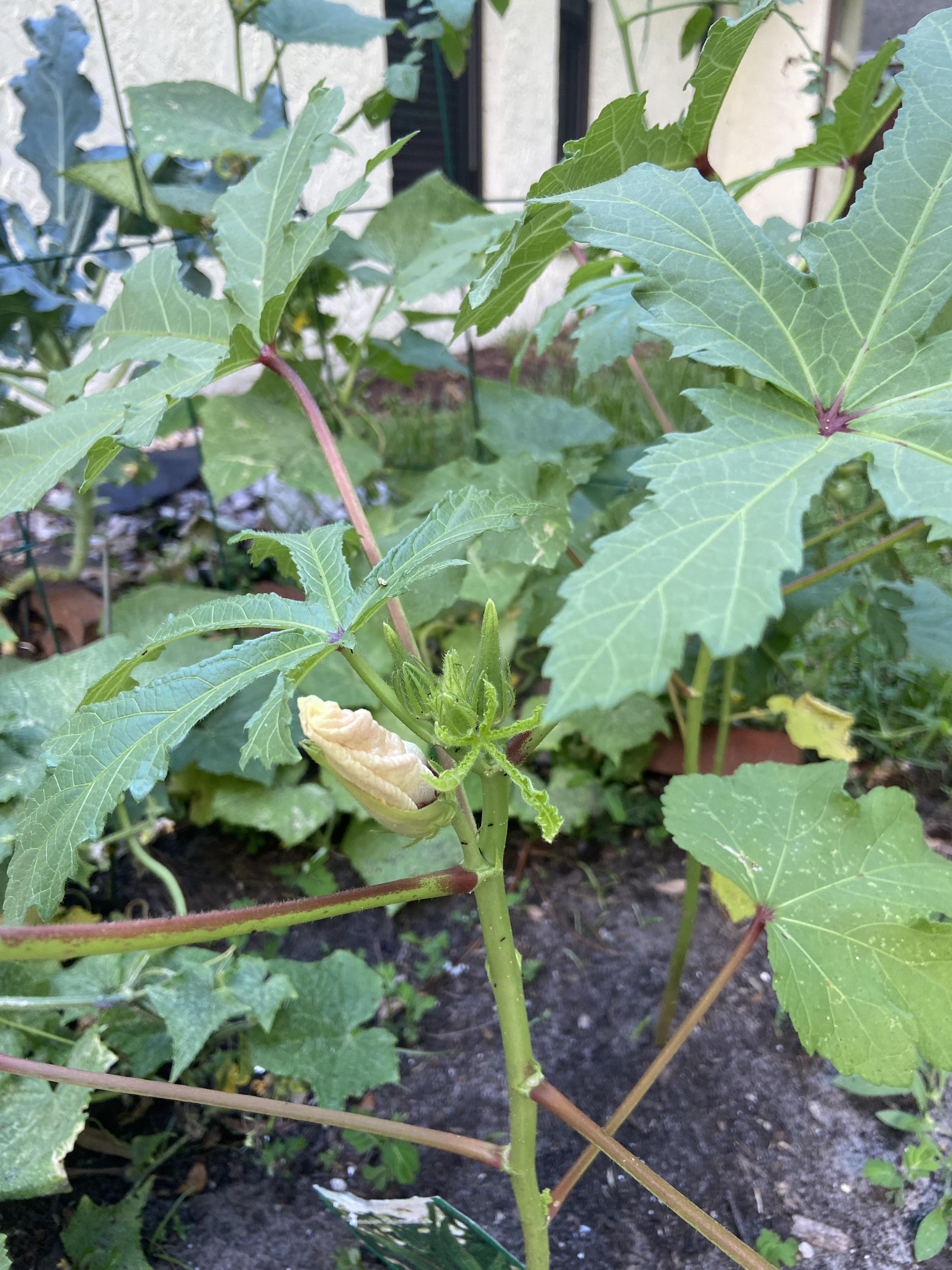 Why is my okra plant flowering? r/gardening
