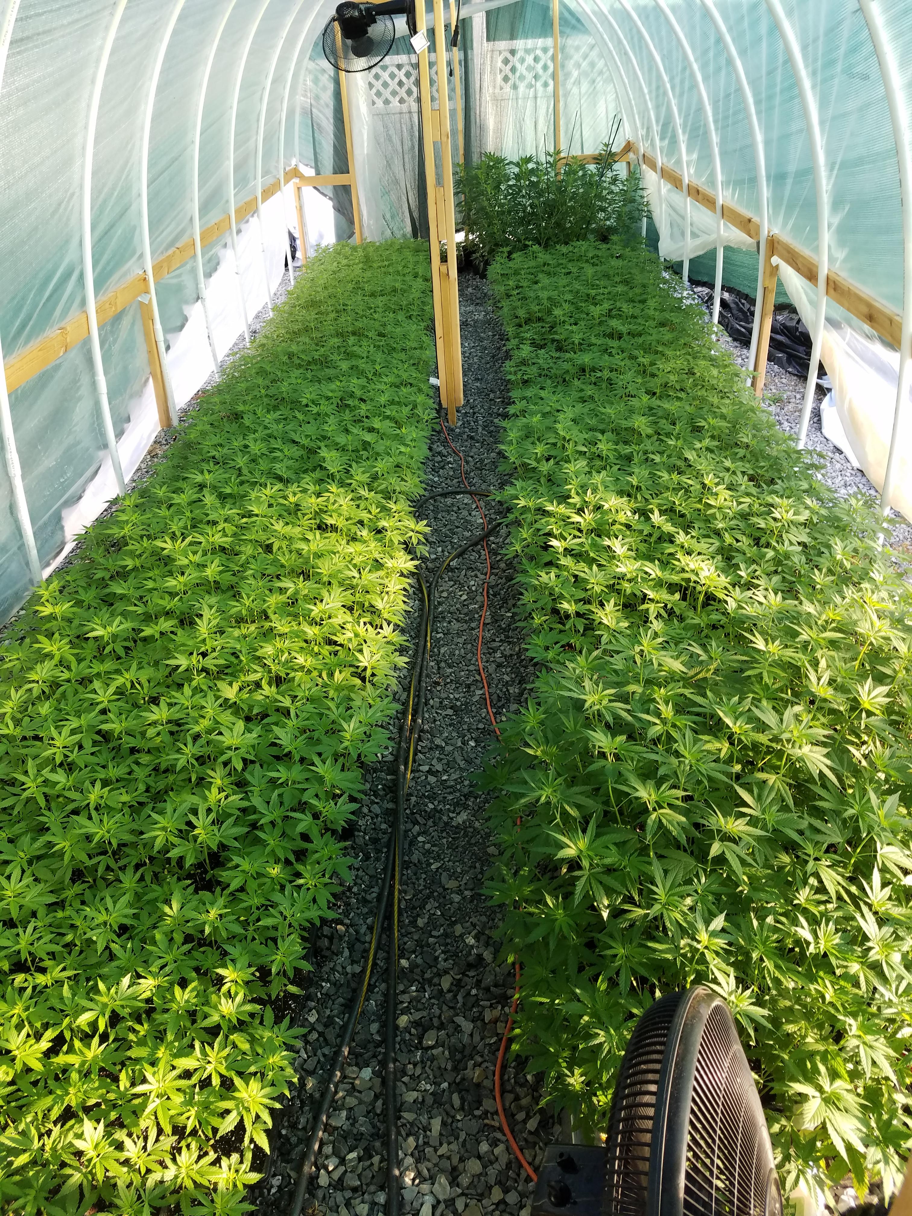 Yall ready for this? CBD farmers put a lot into their work. Nobody said