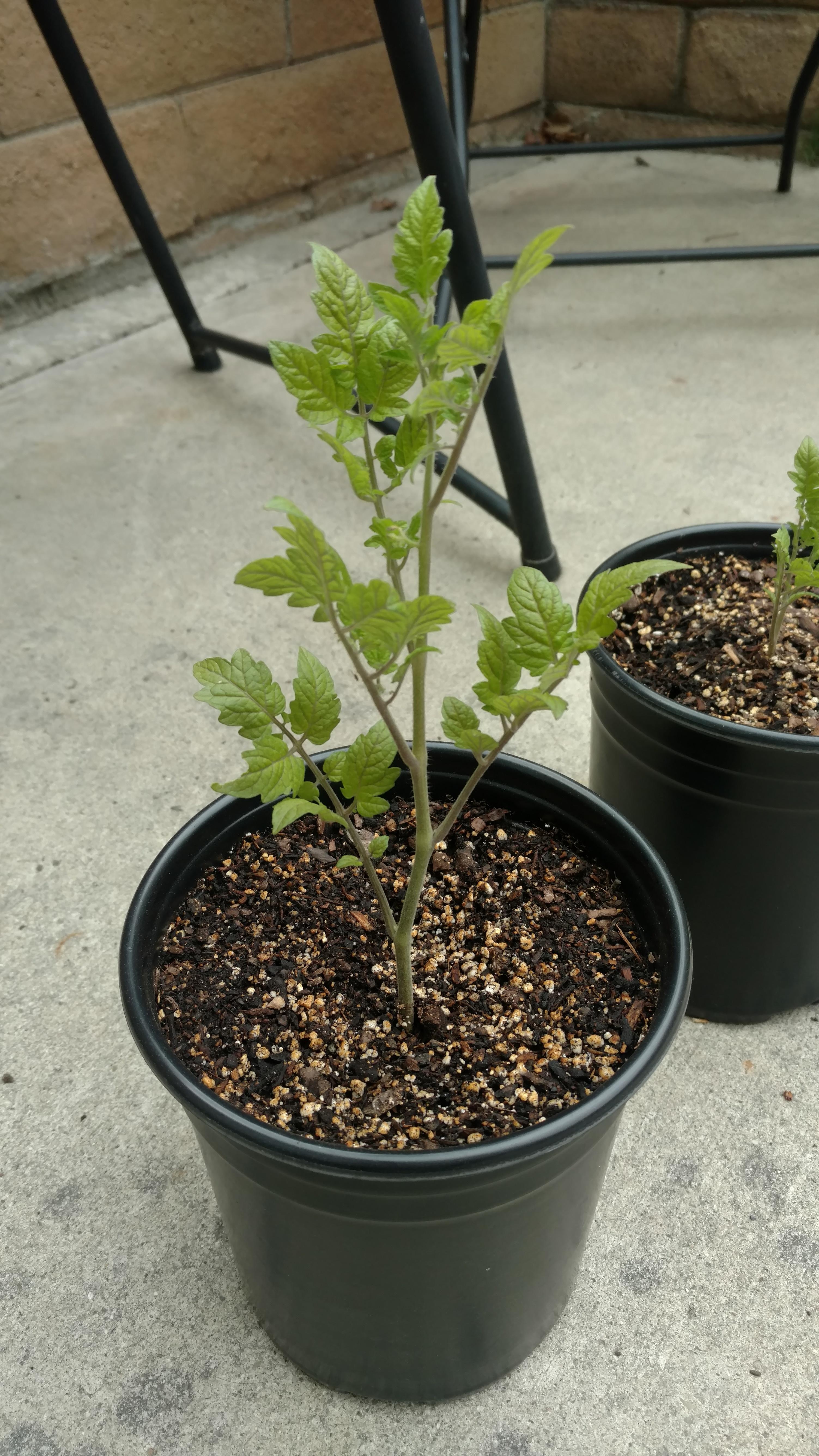 Tomato plant health r/gardening