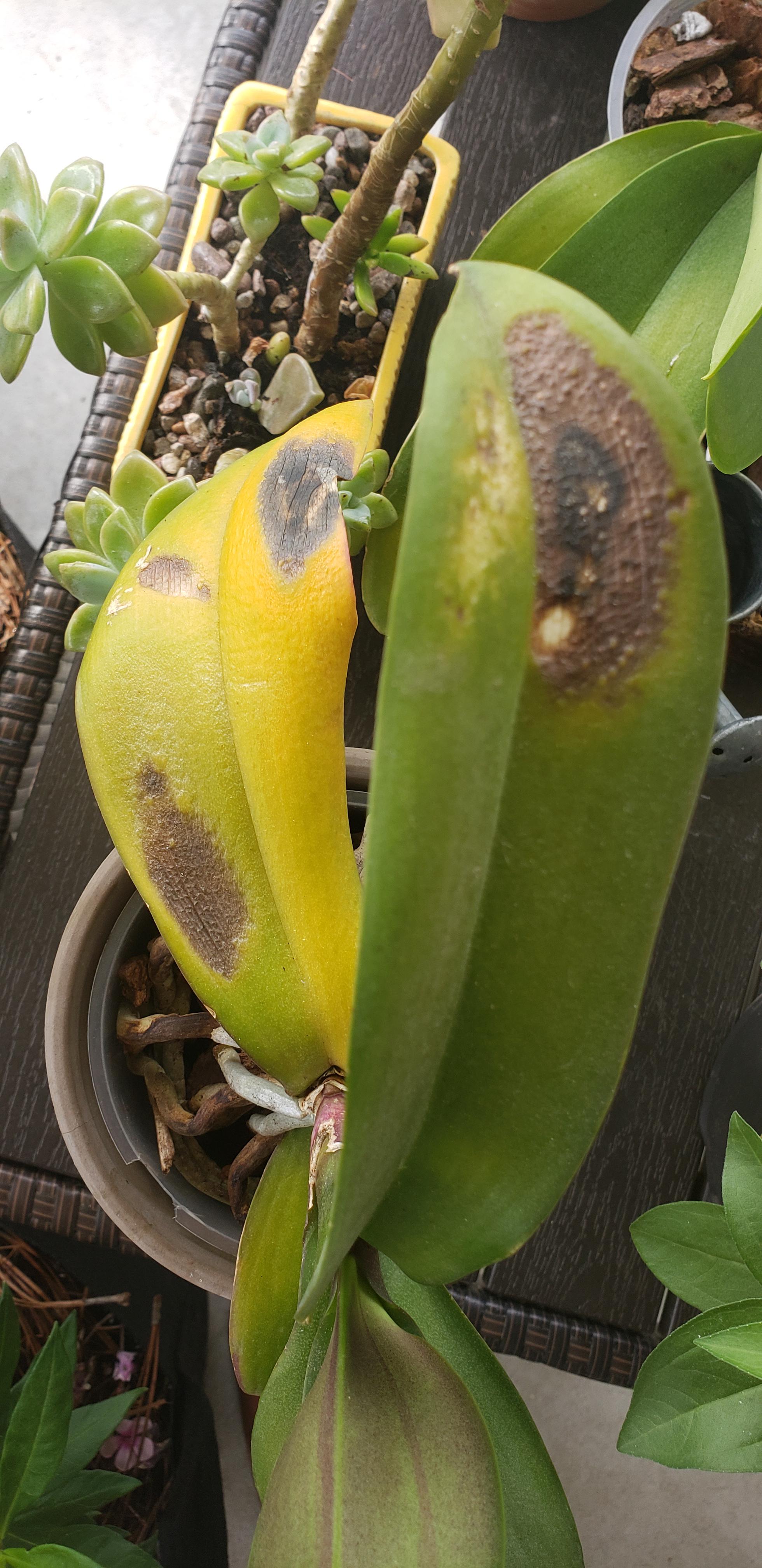 Orchid leafs really damaged, what to do? r/gardening