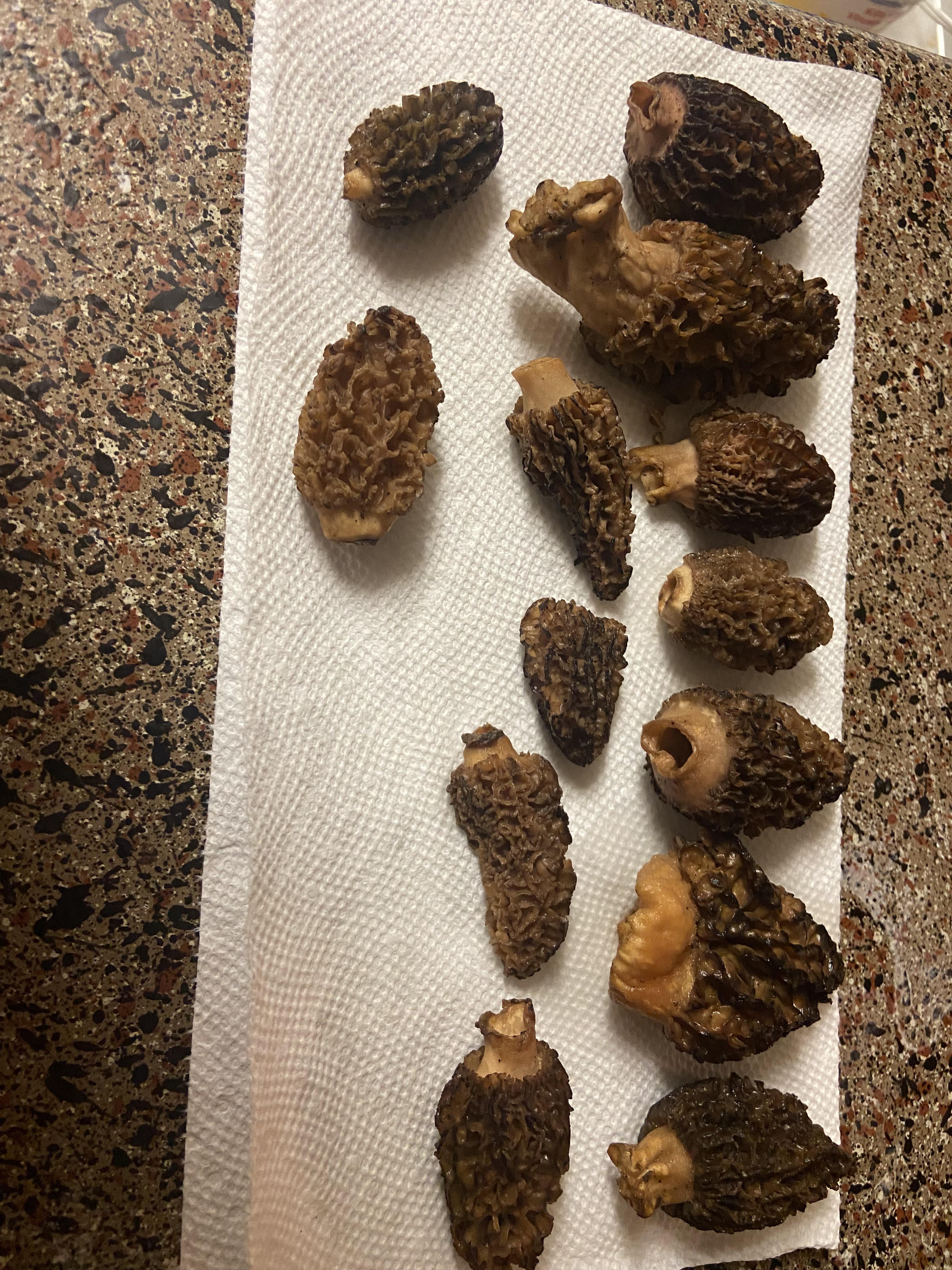 My morel dinner, no ramps Morel_Hunting