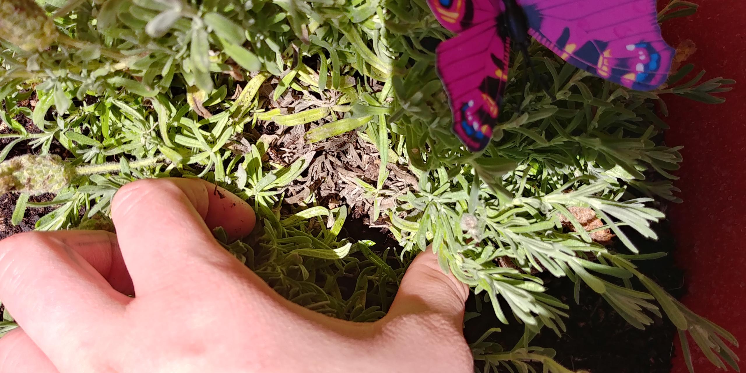 Is it normal to have the bottom of my lavender plant be grey? r/gardening